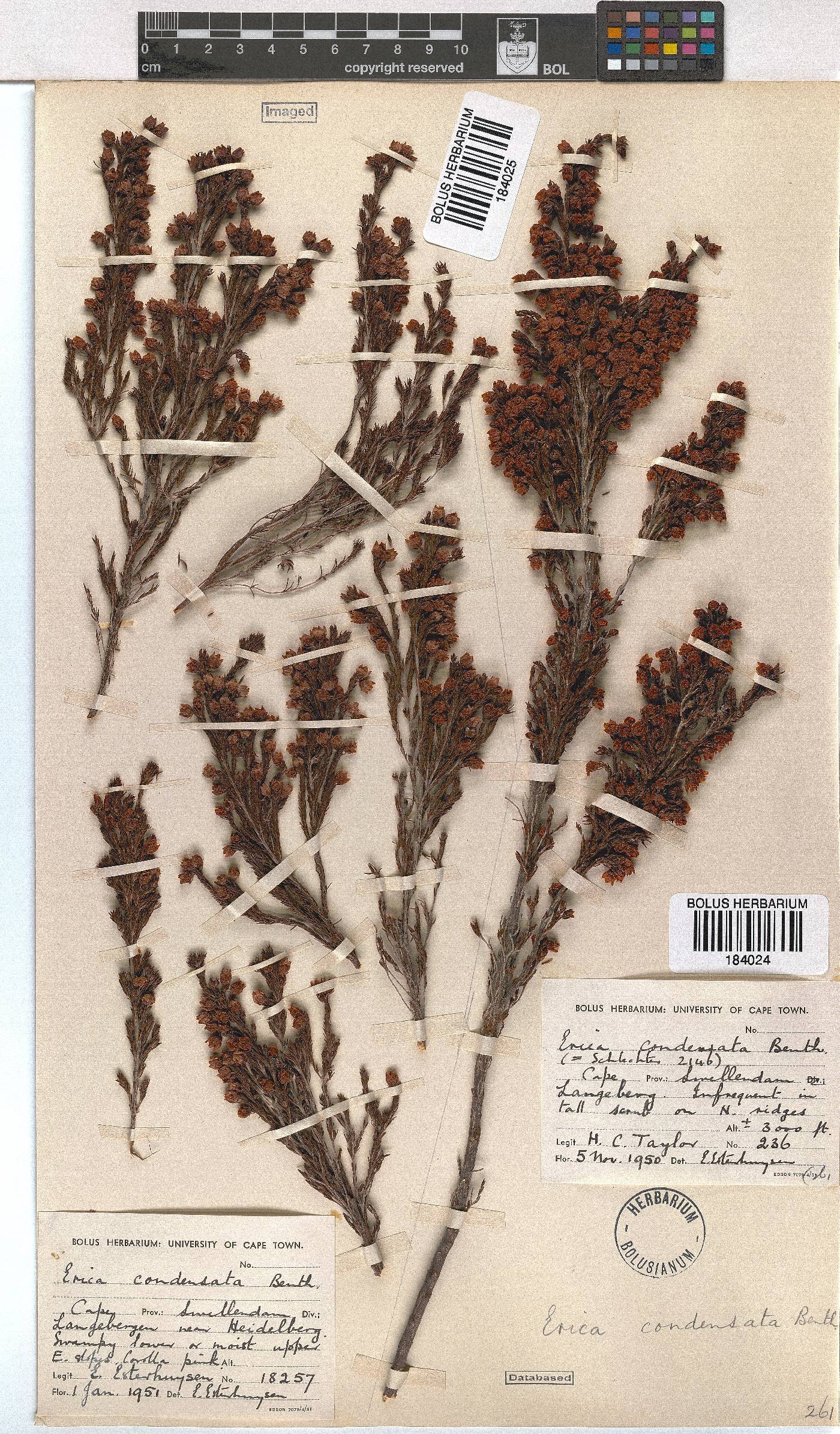 Erica condensata image