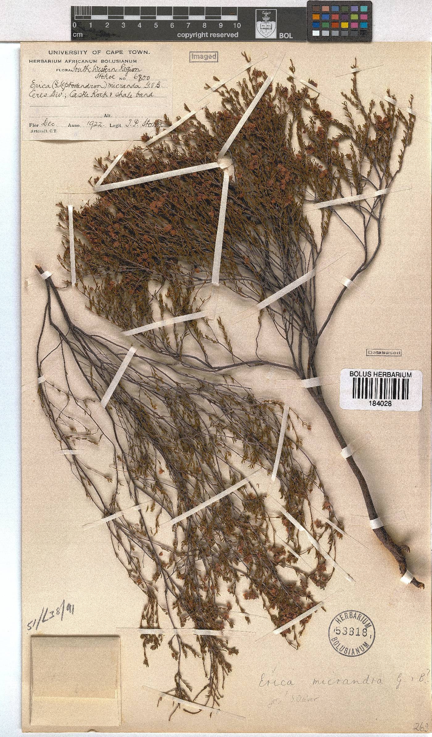 Erica micrandra image