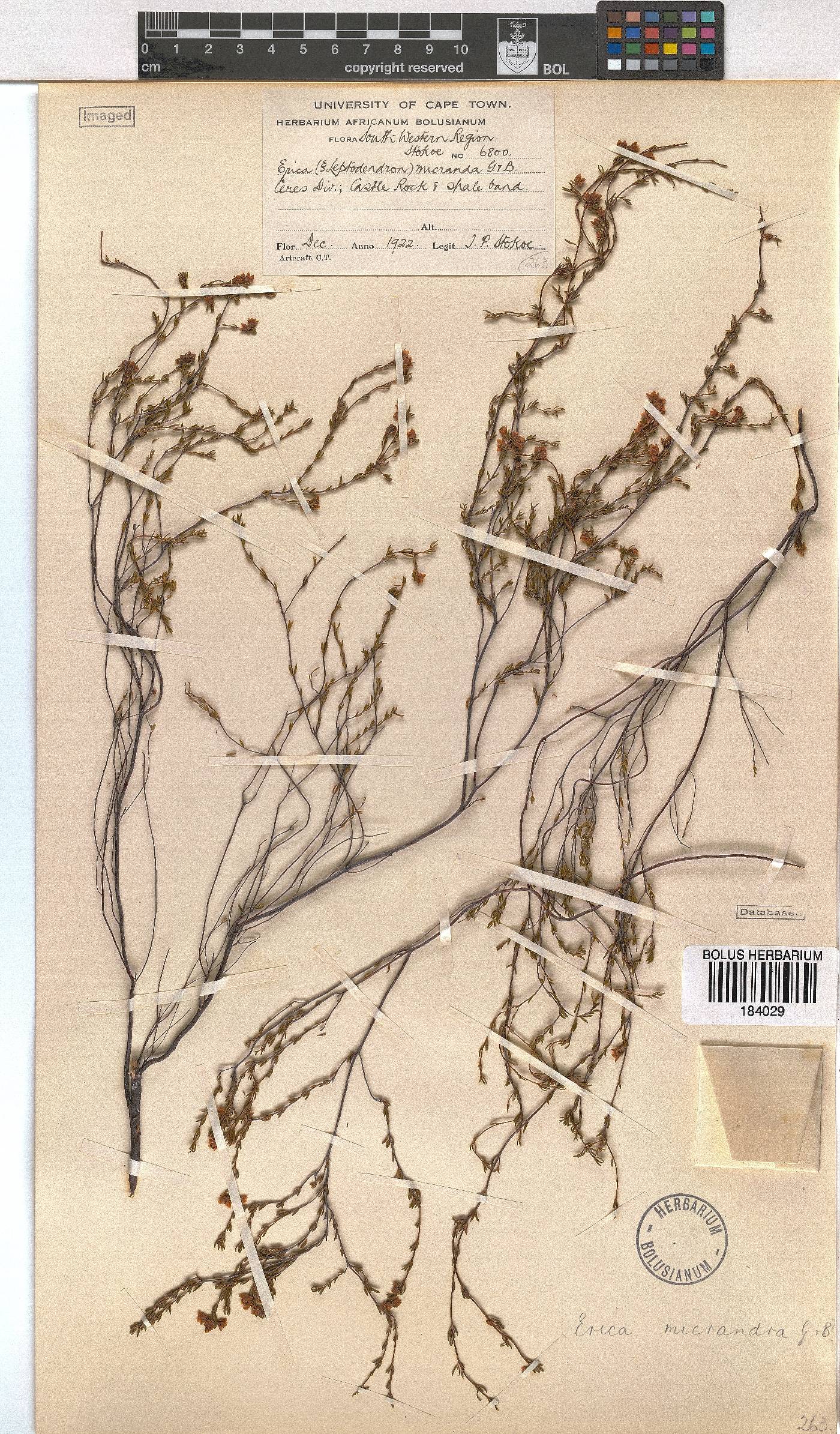 Erica micrandra image