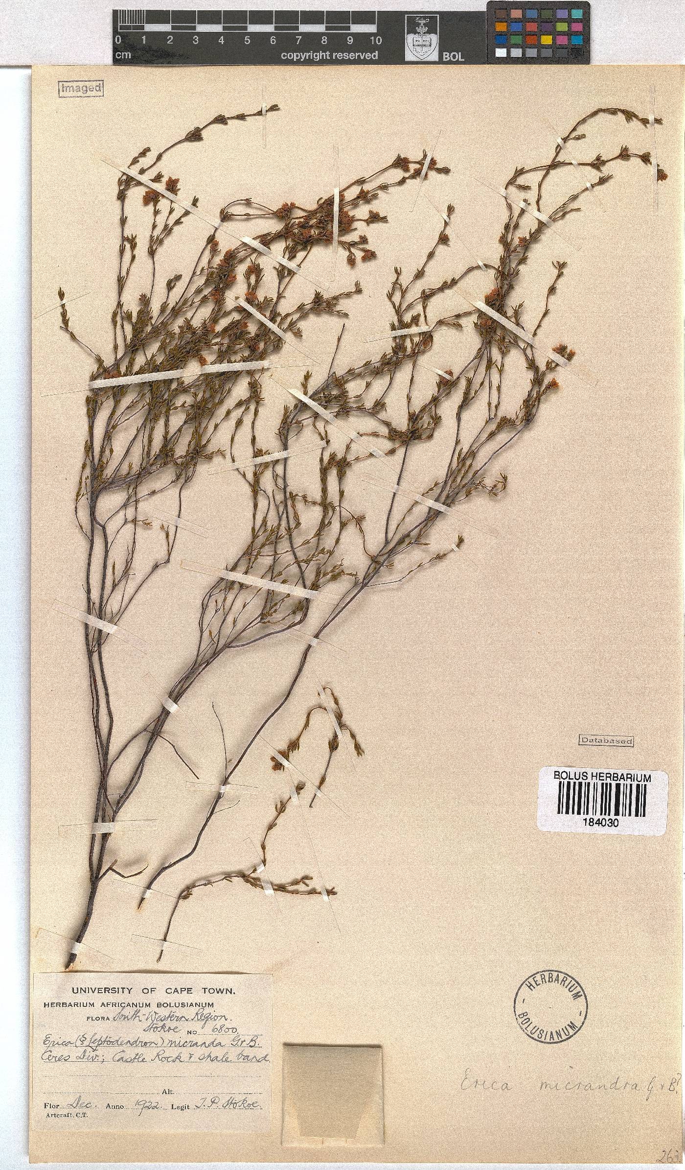 Erica micrandra image