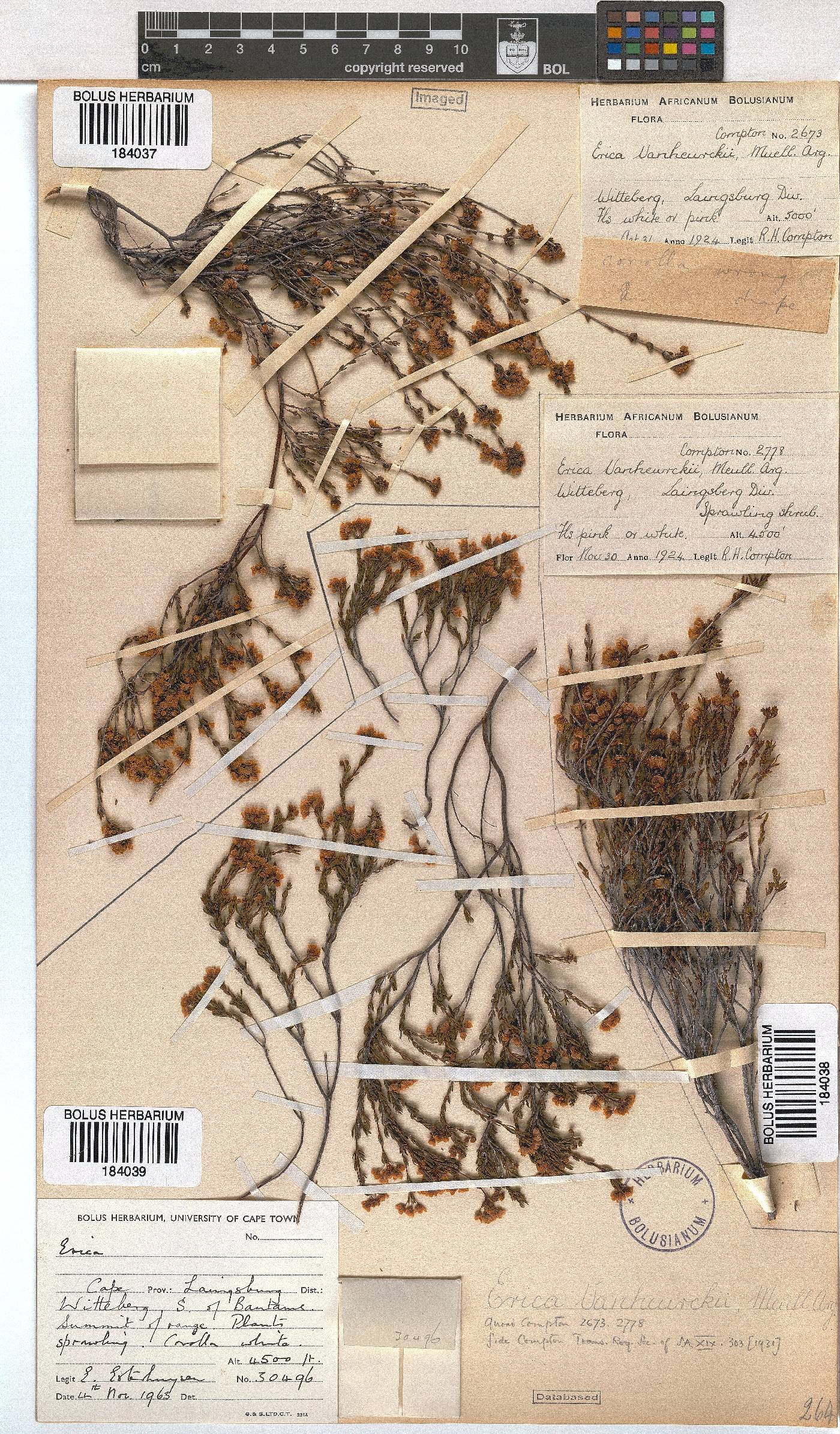 Erica vanheurckii image