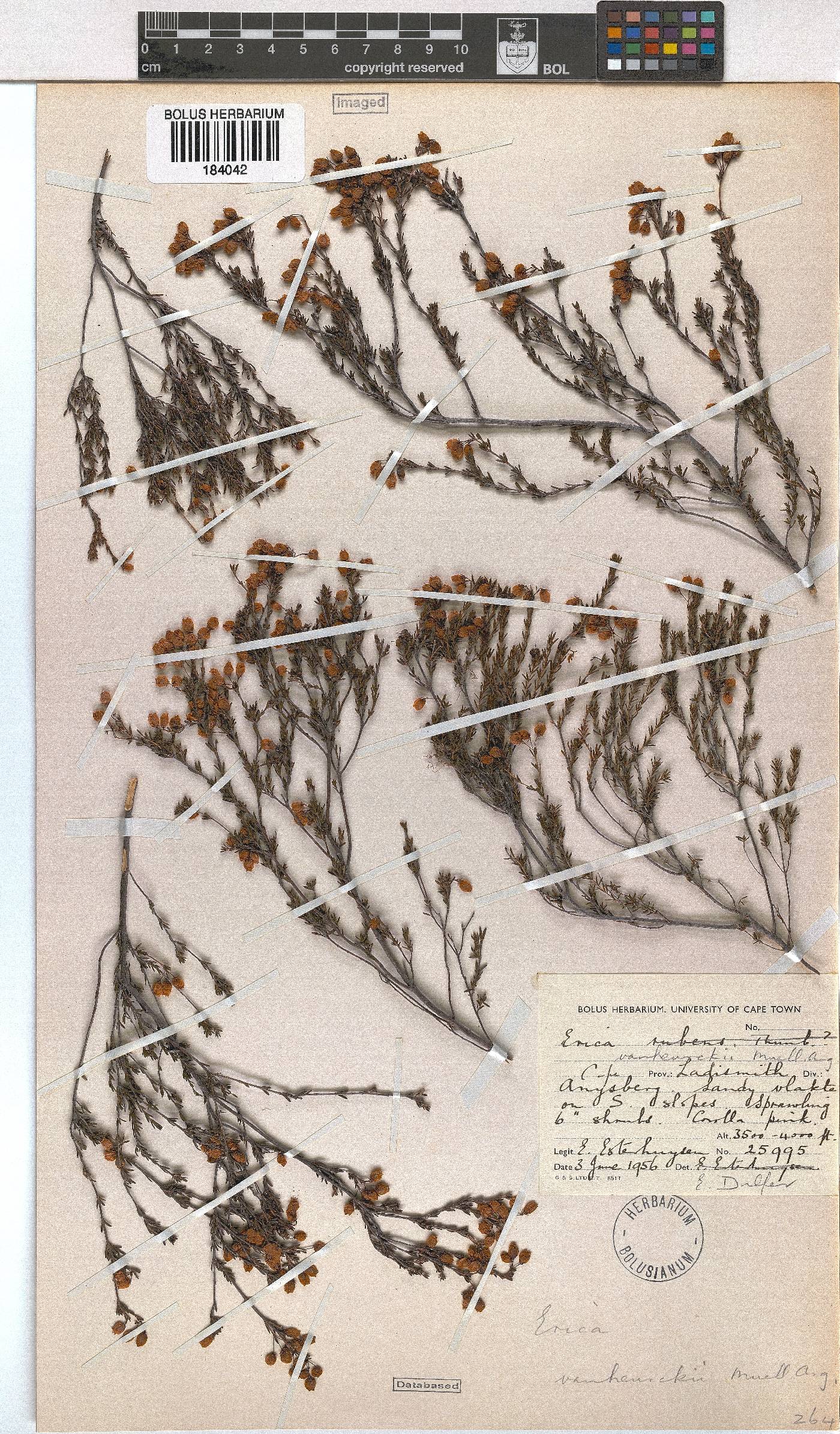 Erica vanheurckii image