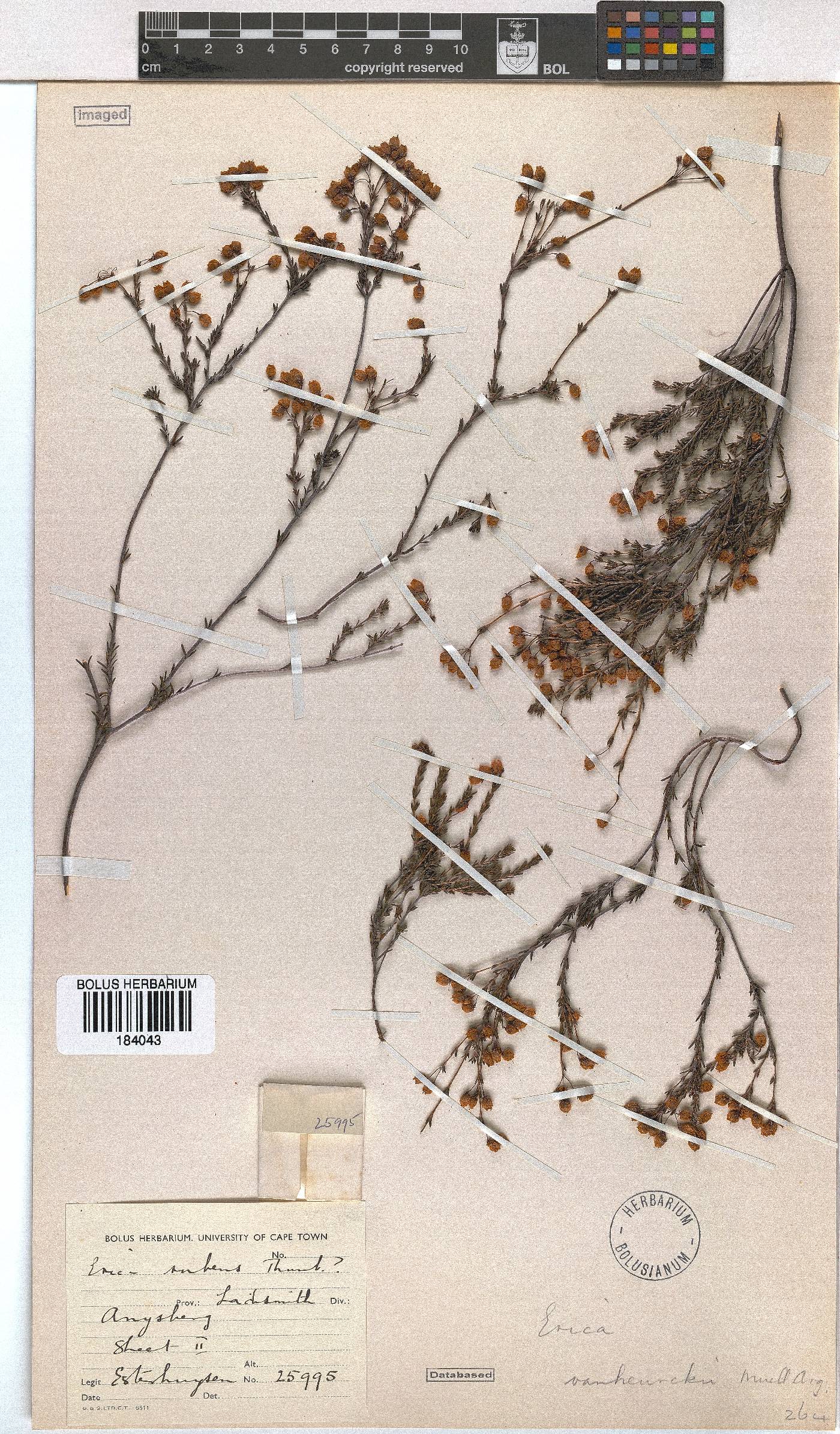 Erica vanheurckii image