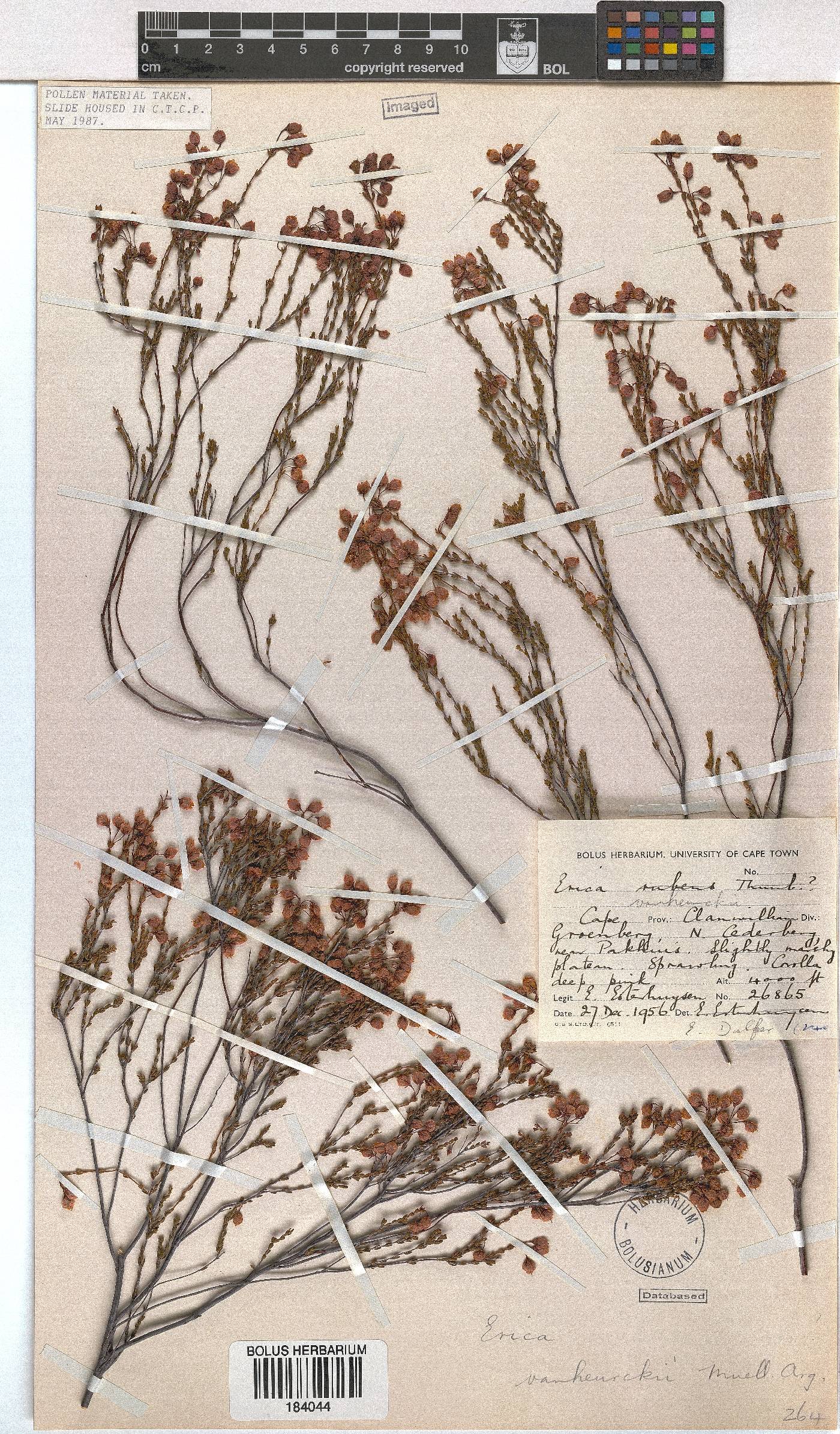 Erica vanheurckii image