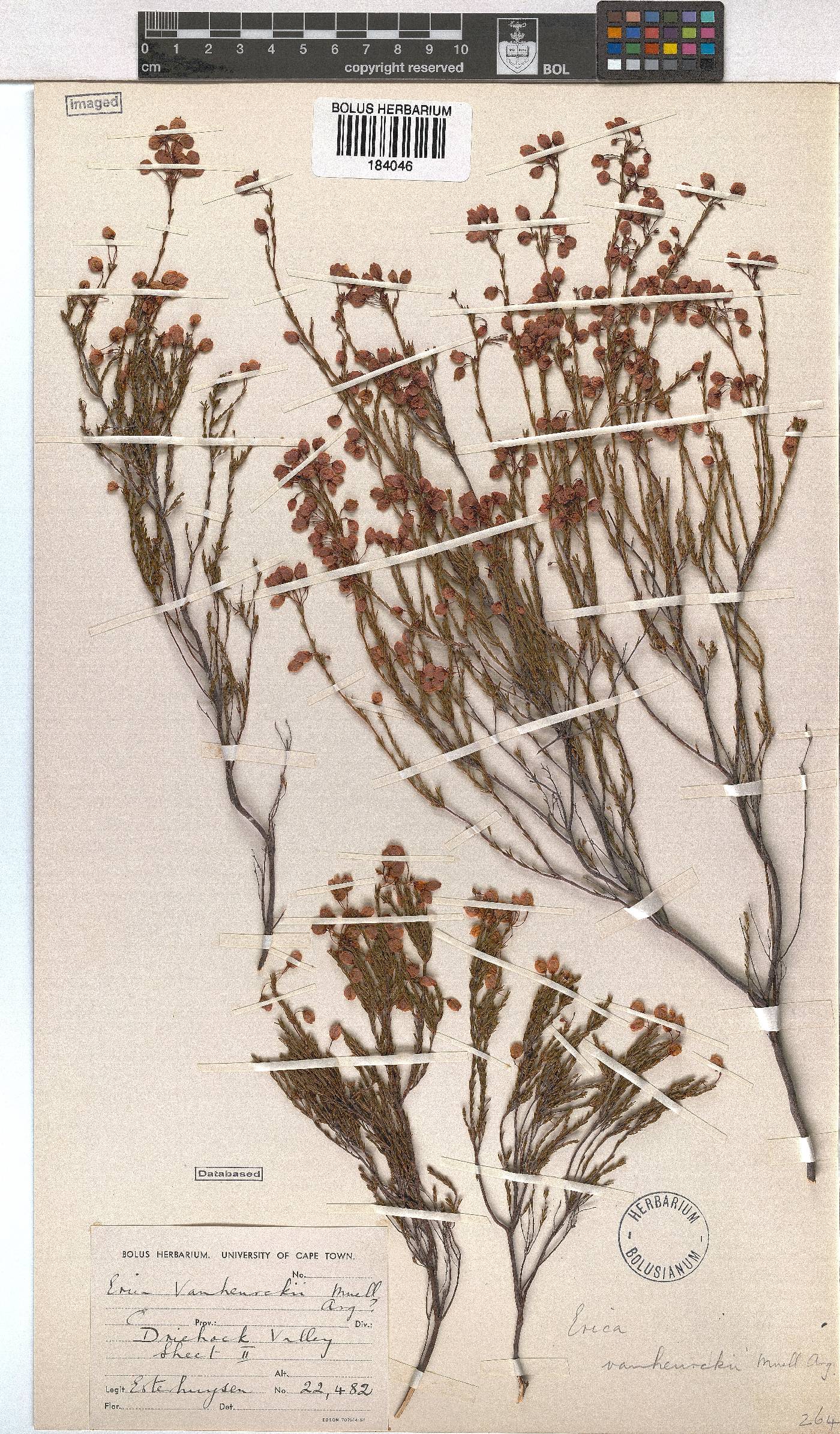 Erica vanheurckii image