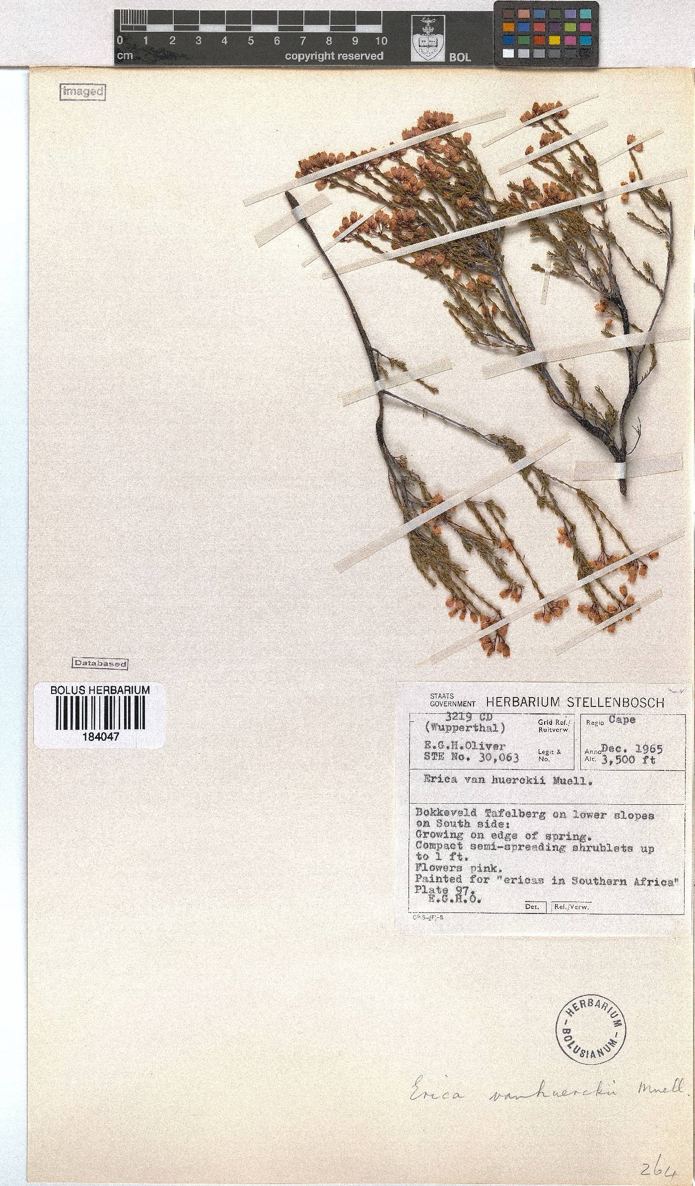 Erica vanheurckii image