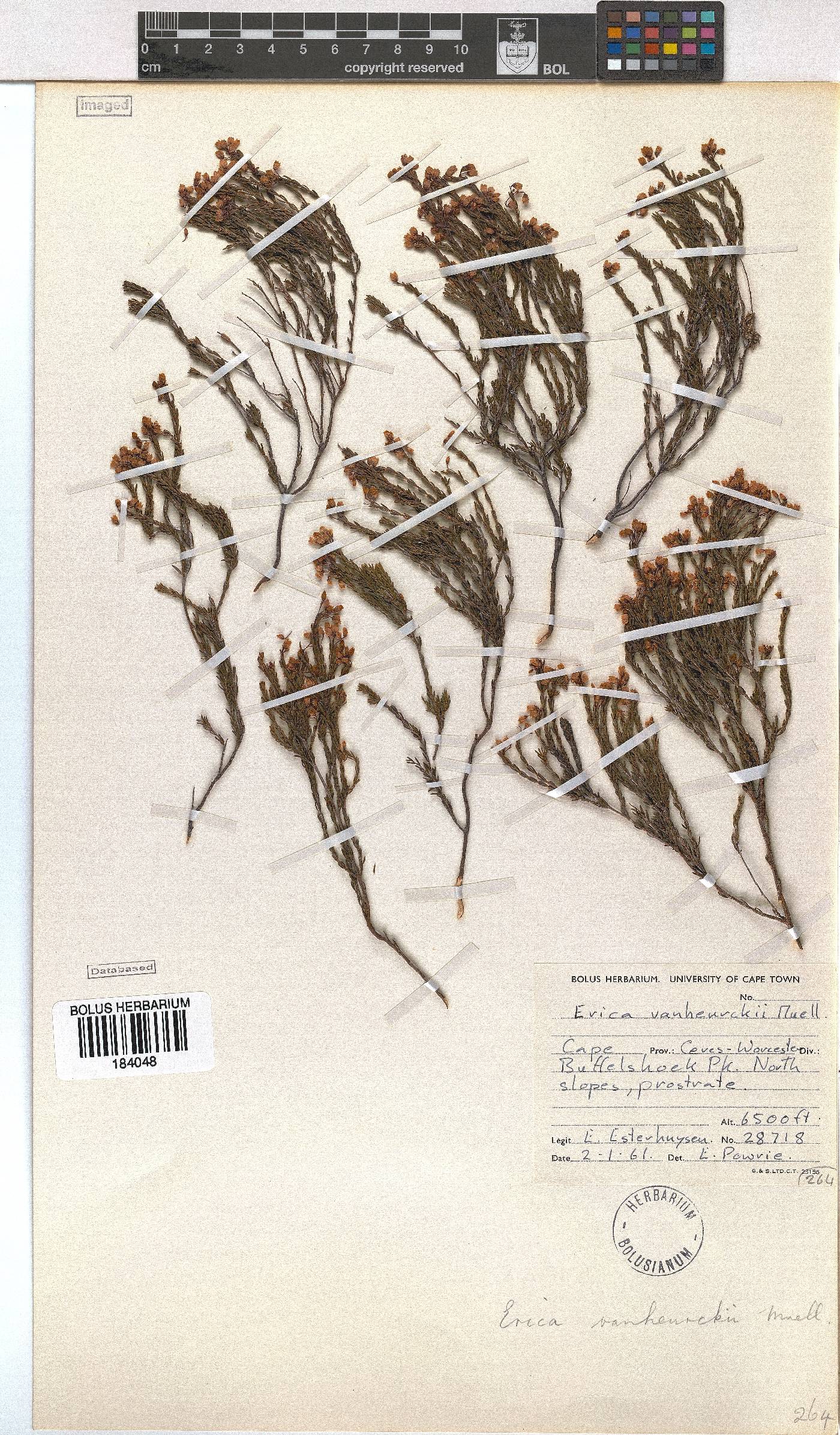 Erica vanheurckii image