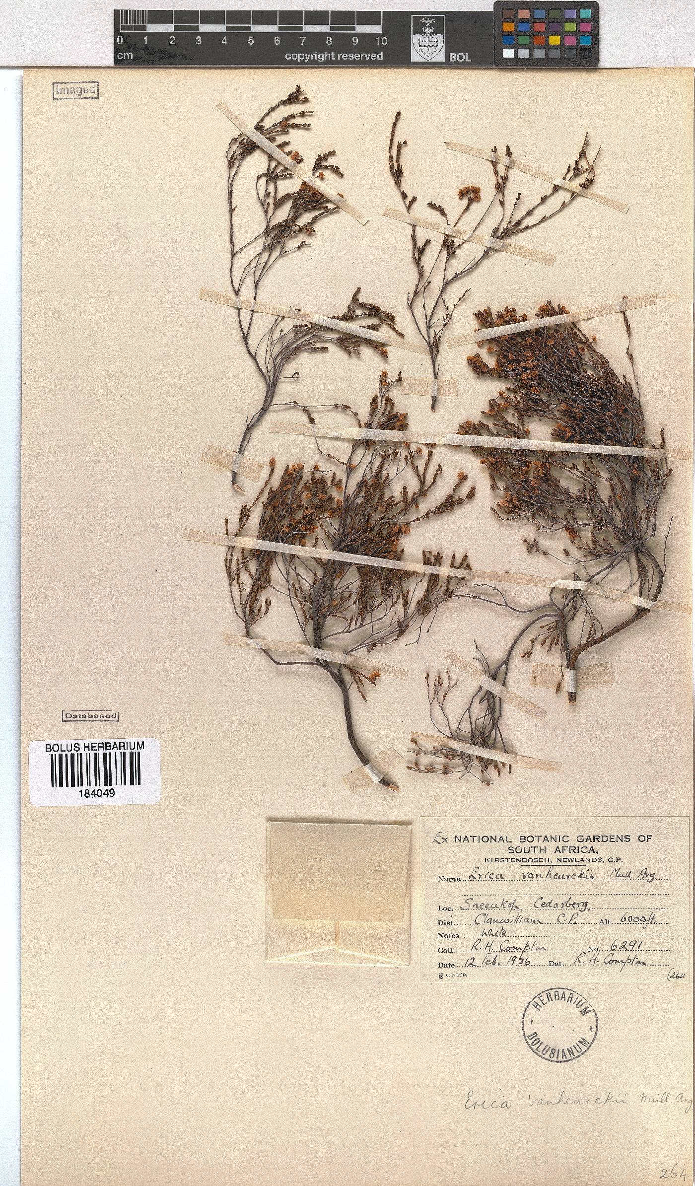 Erica vanheurckii image