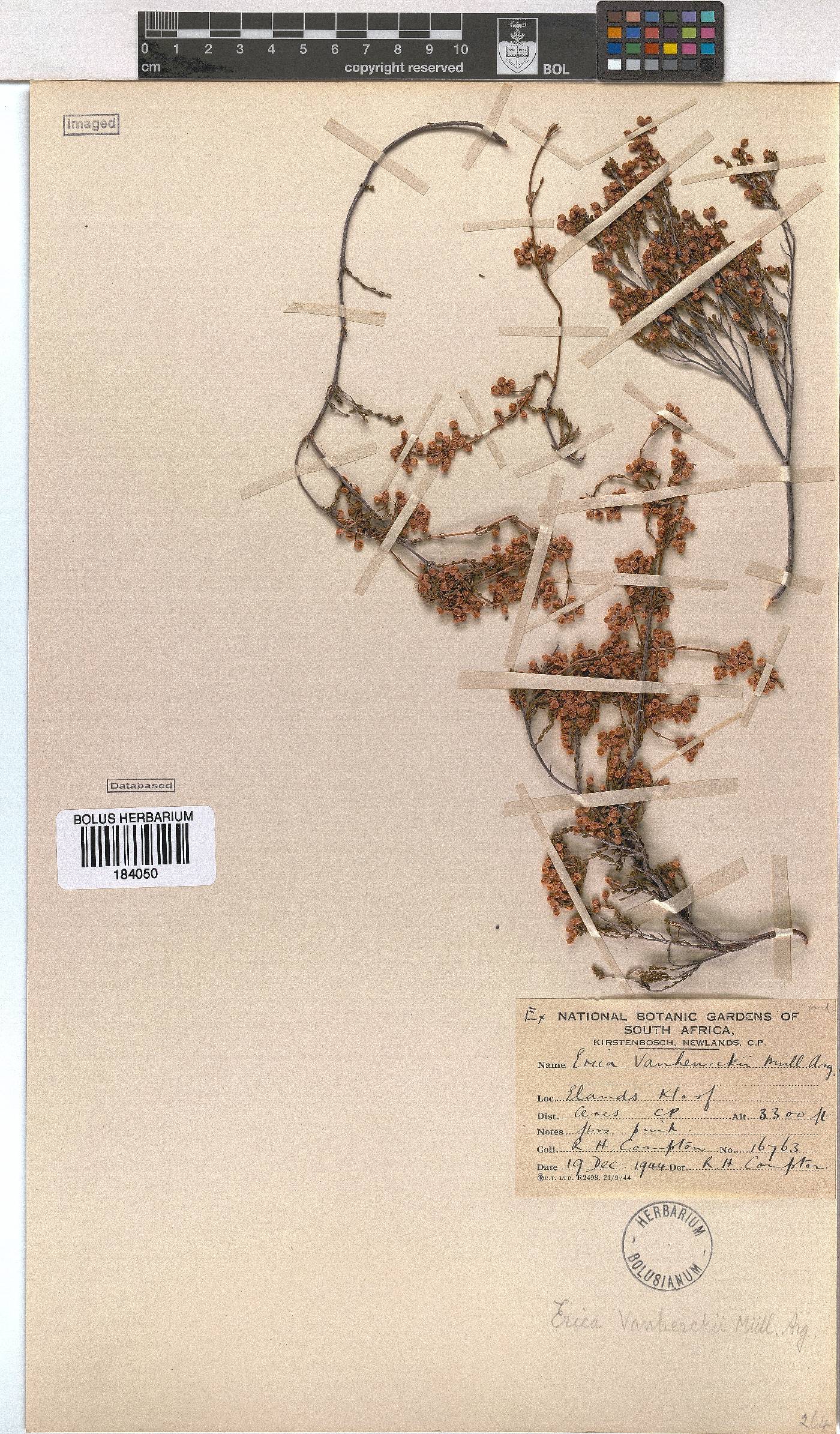 Erica vanheurckii image