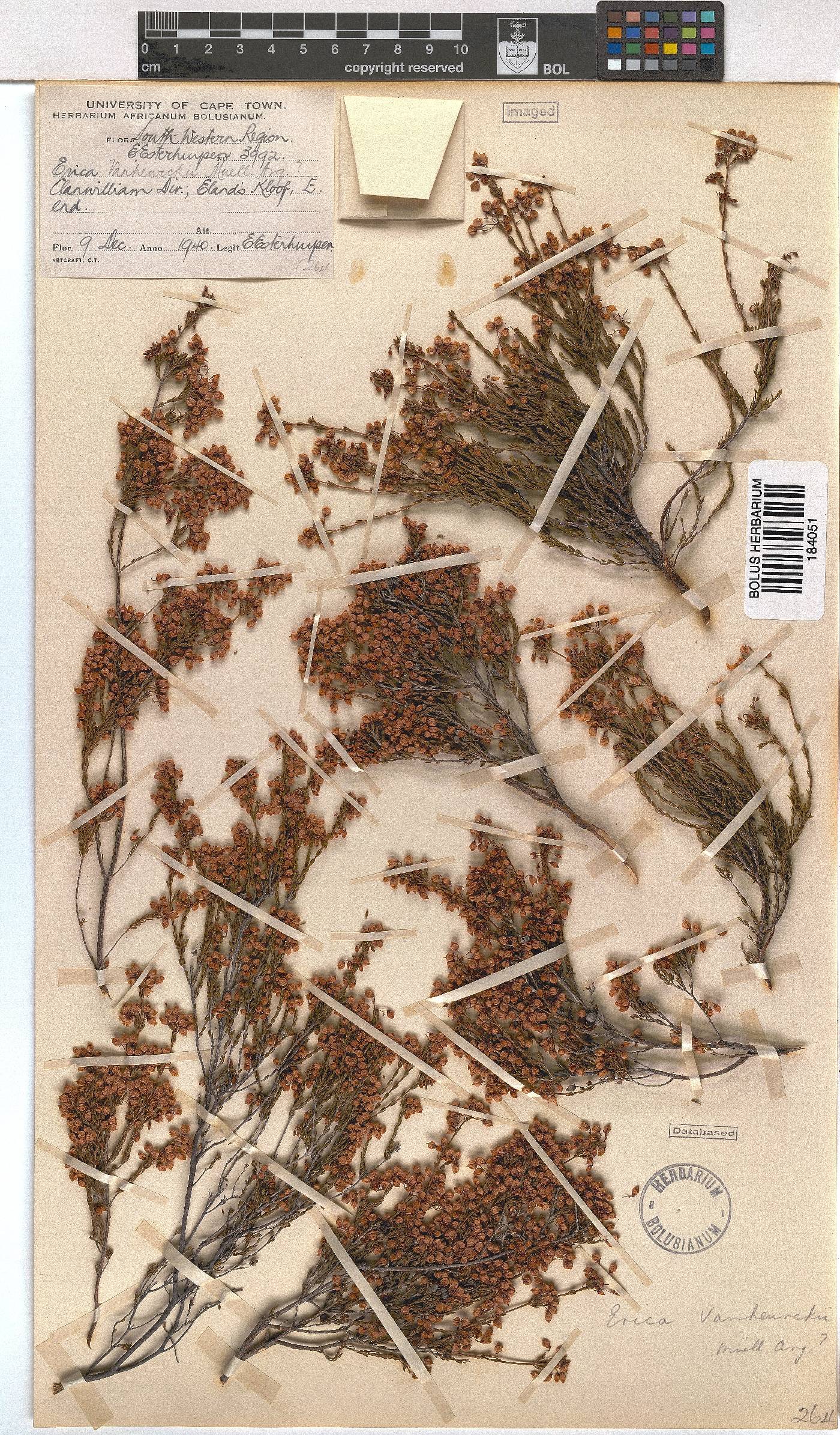 Erica vanheurckii image