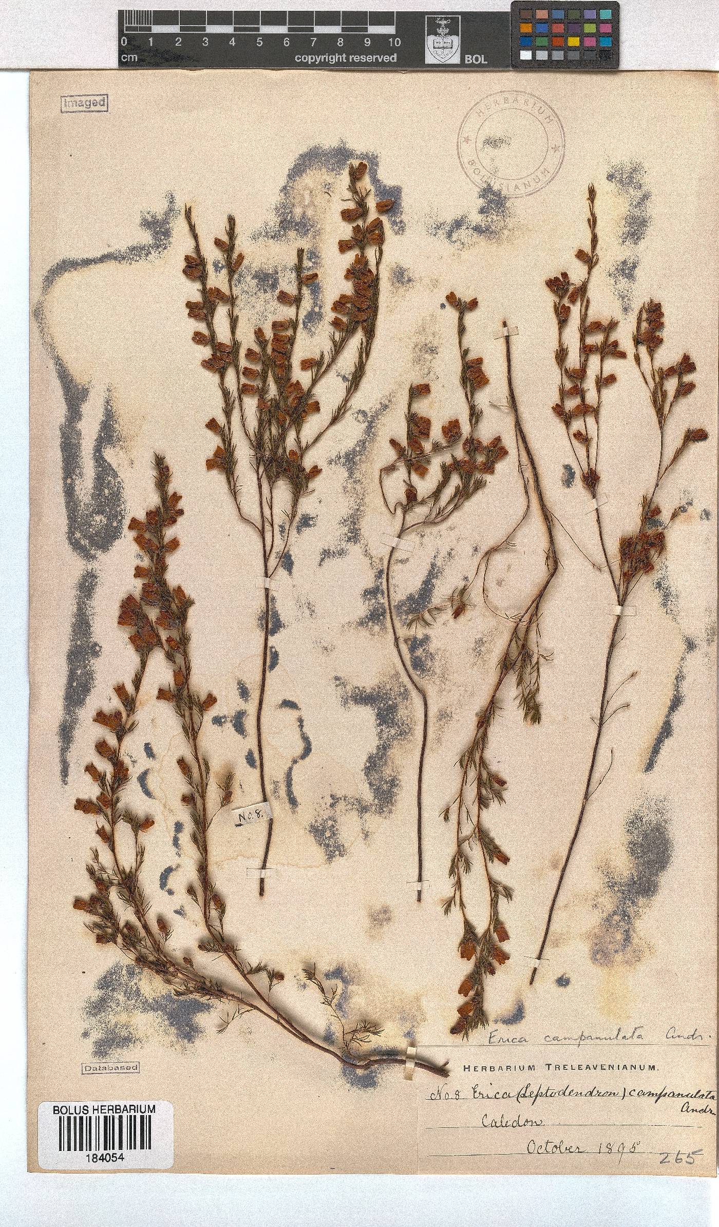Erica campanularis image