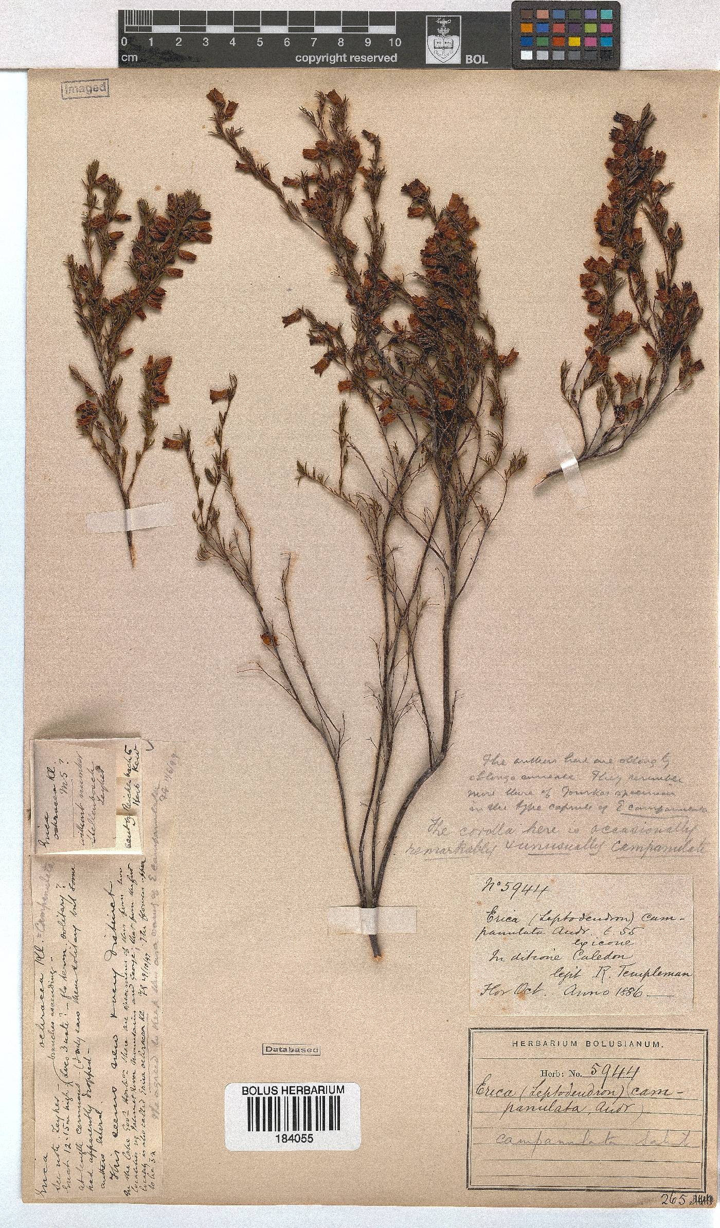 Erica campanularis image