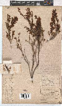 Erica campanularis image