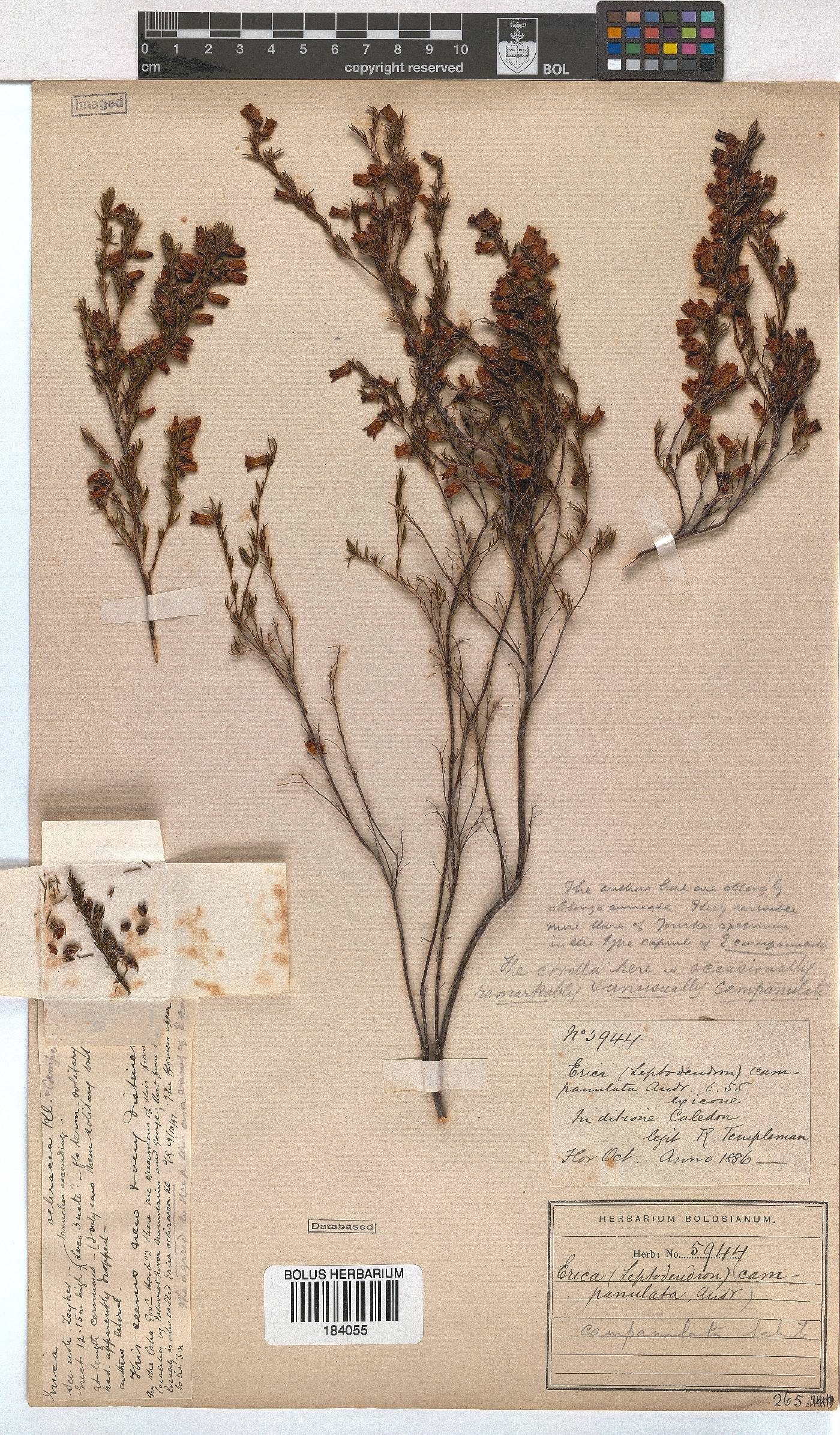 Erica campanularis image