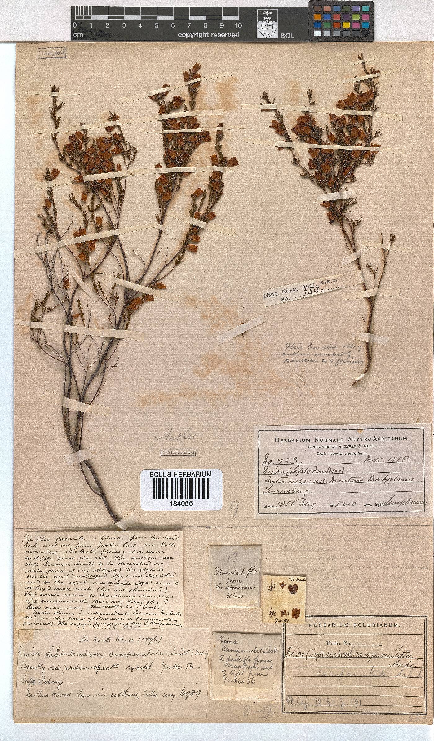 Erica campanularis image