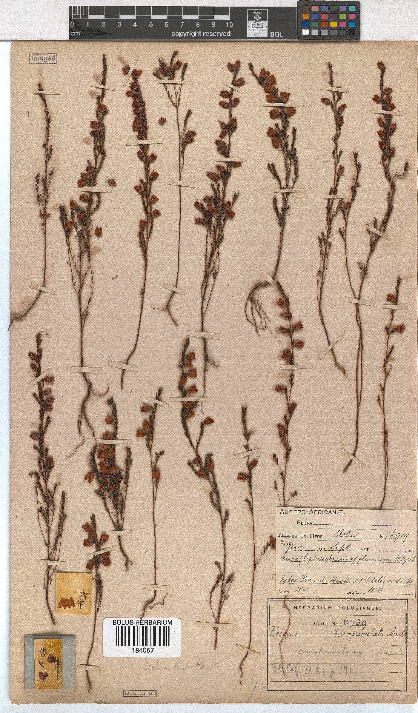 Erica campanularis image