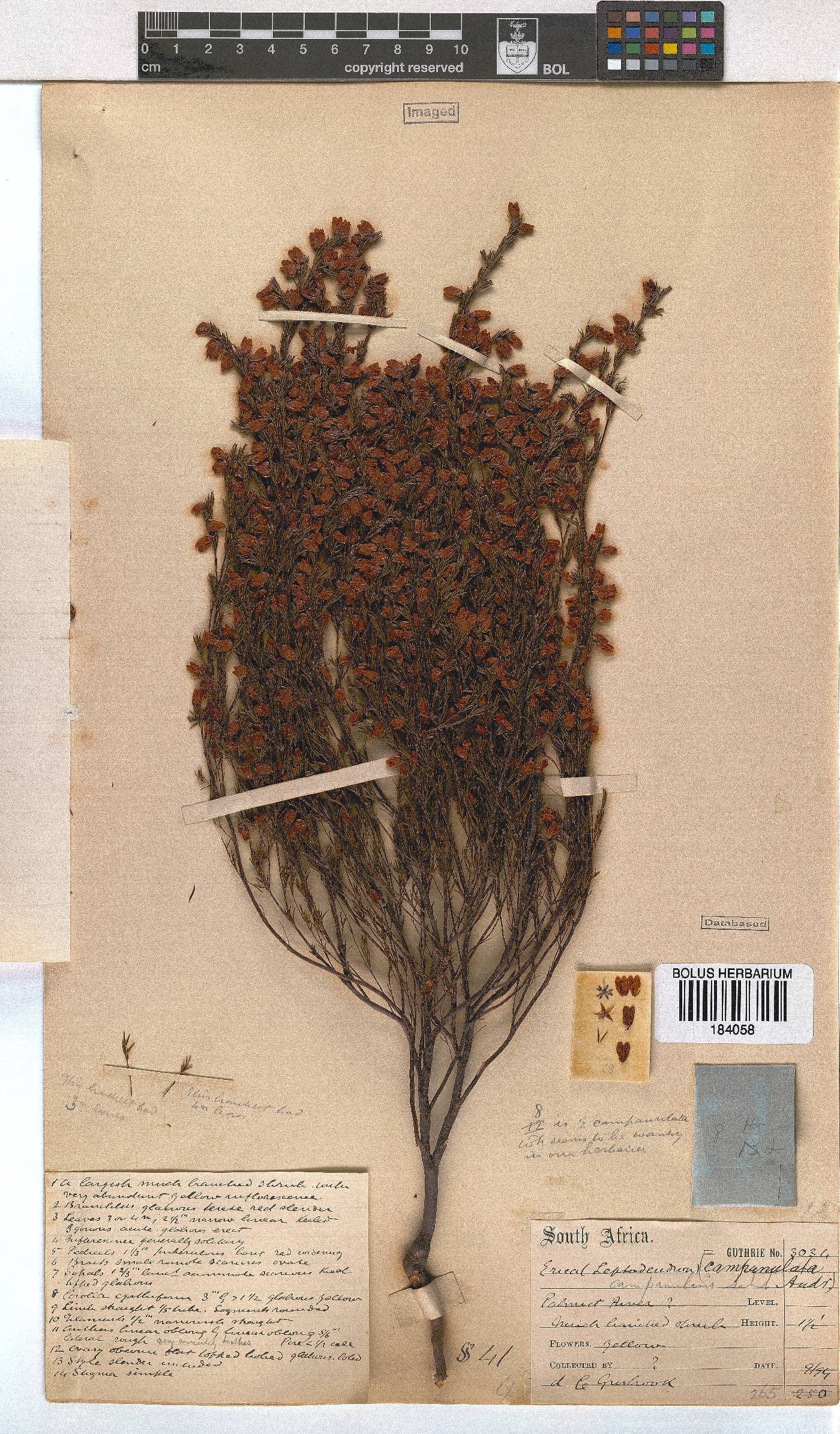 Erica campanularis image