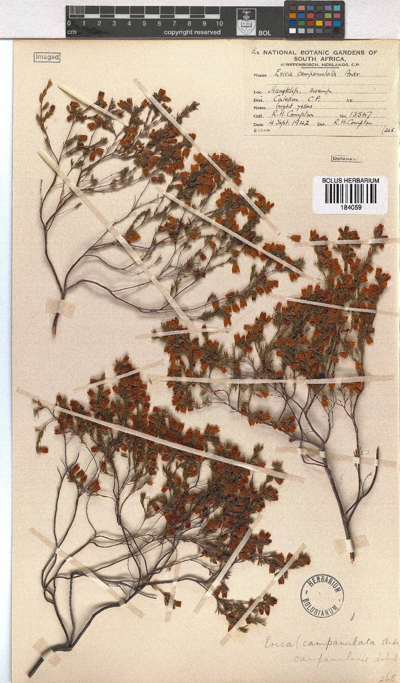 Erica campanularis image