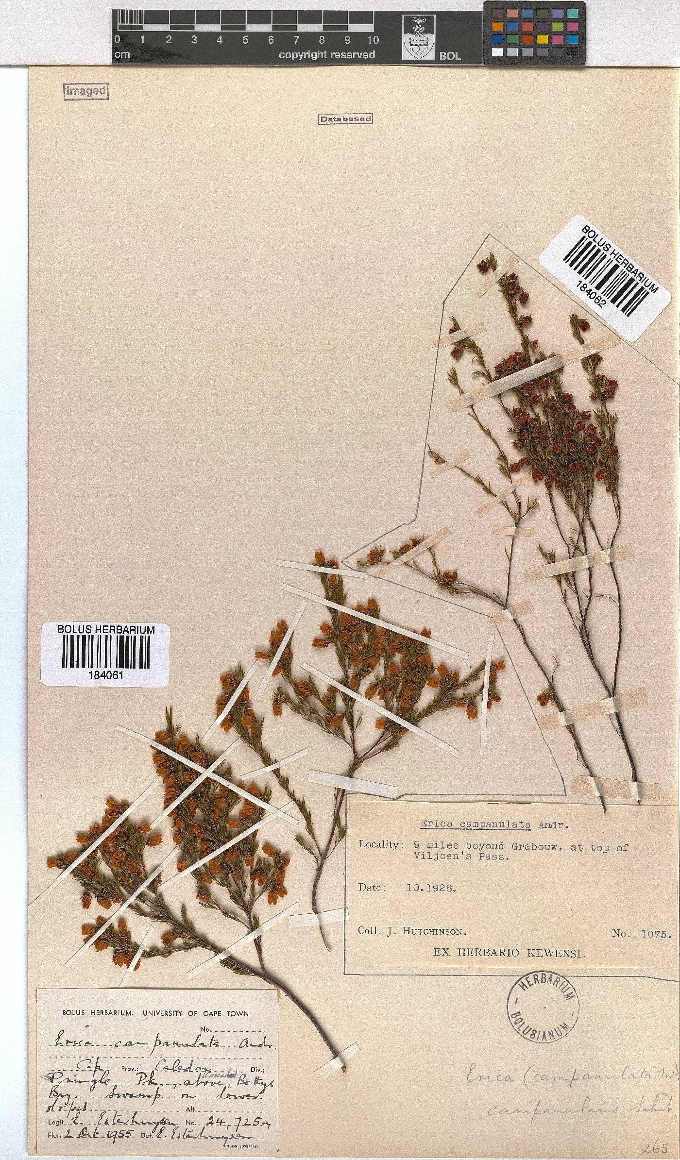 Erica campanularis image