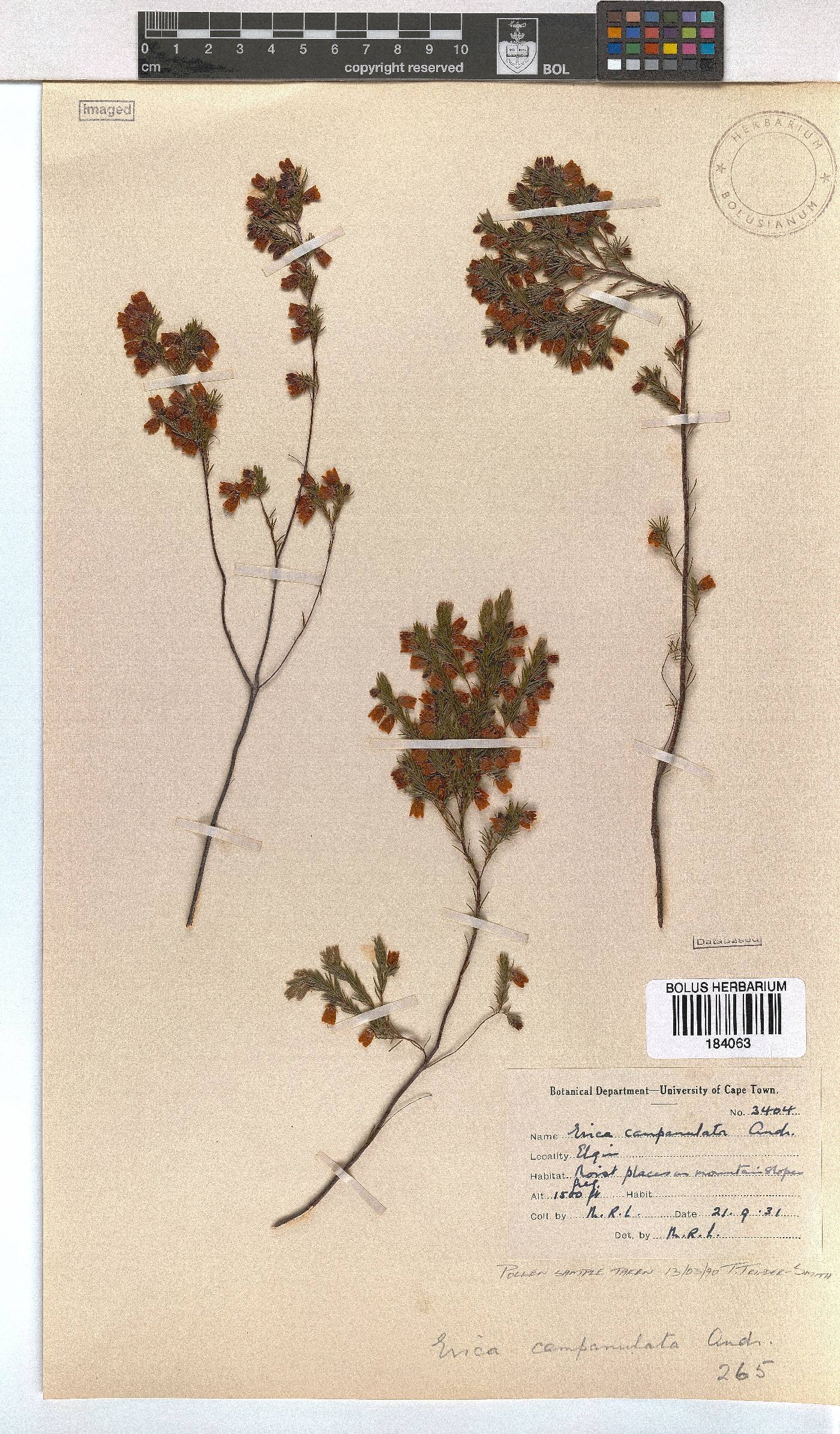 Erica campanularis image