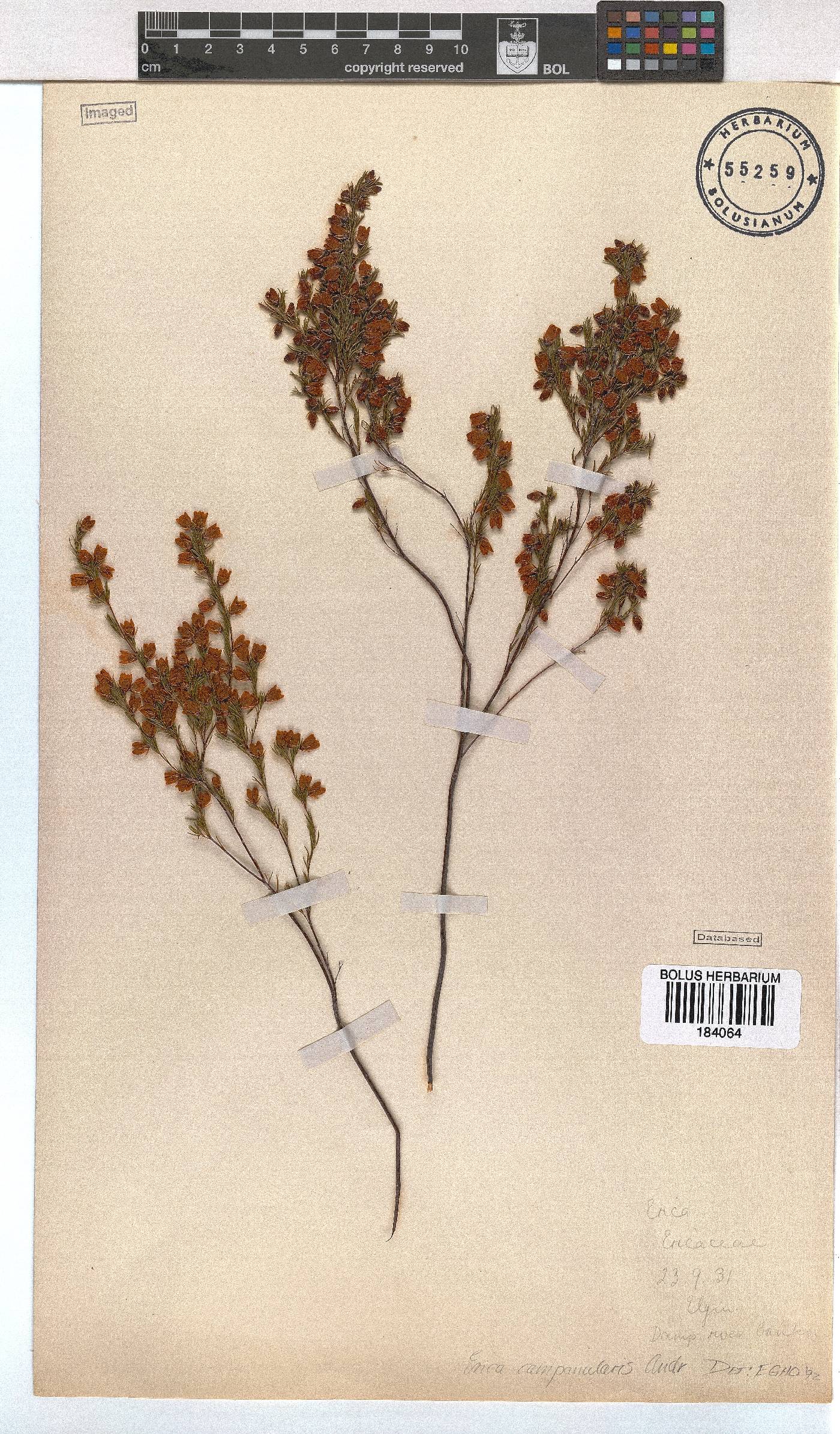 Erica campanularis image