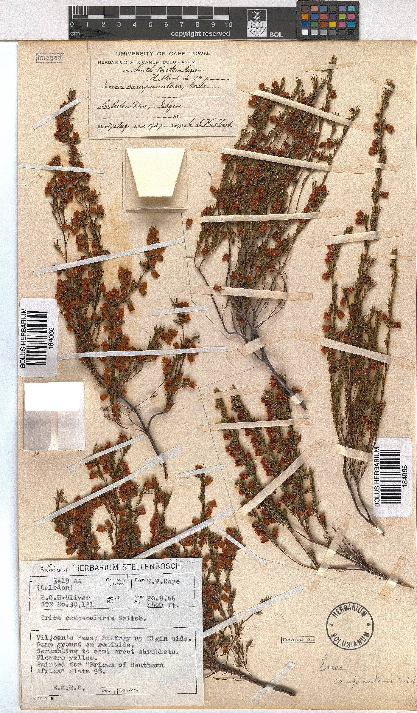 Erica campanularis image