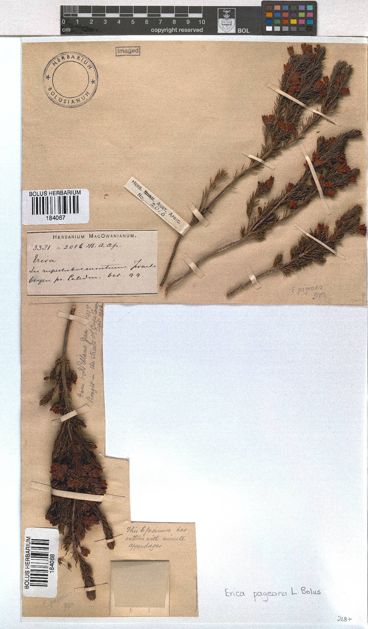 Erica pageana image