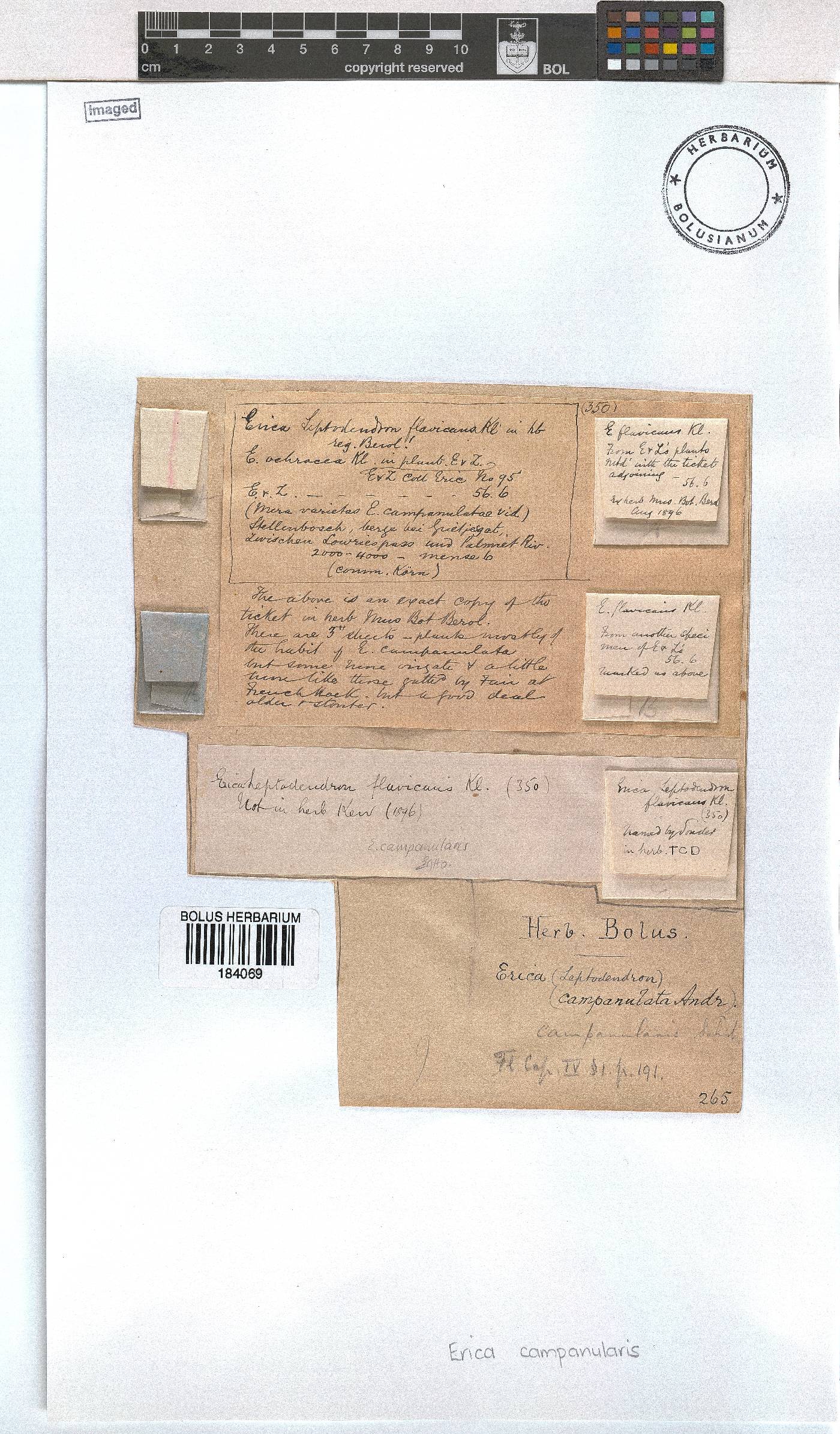 Erica campanularis image