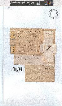 Erica campanularis image