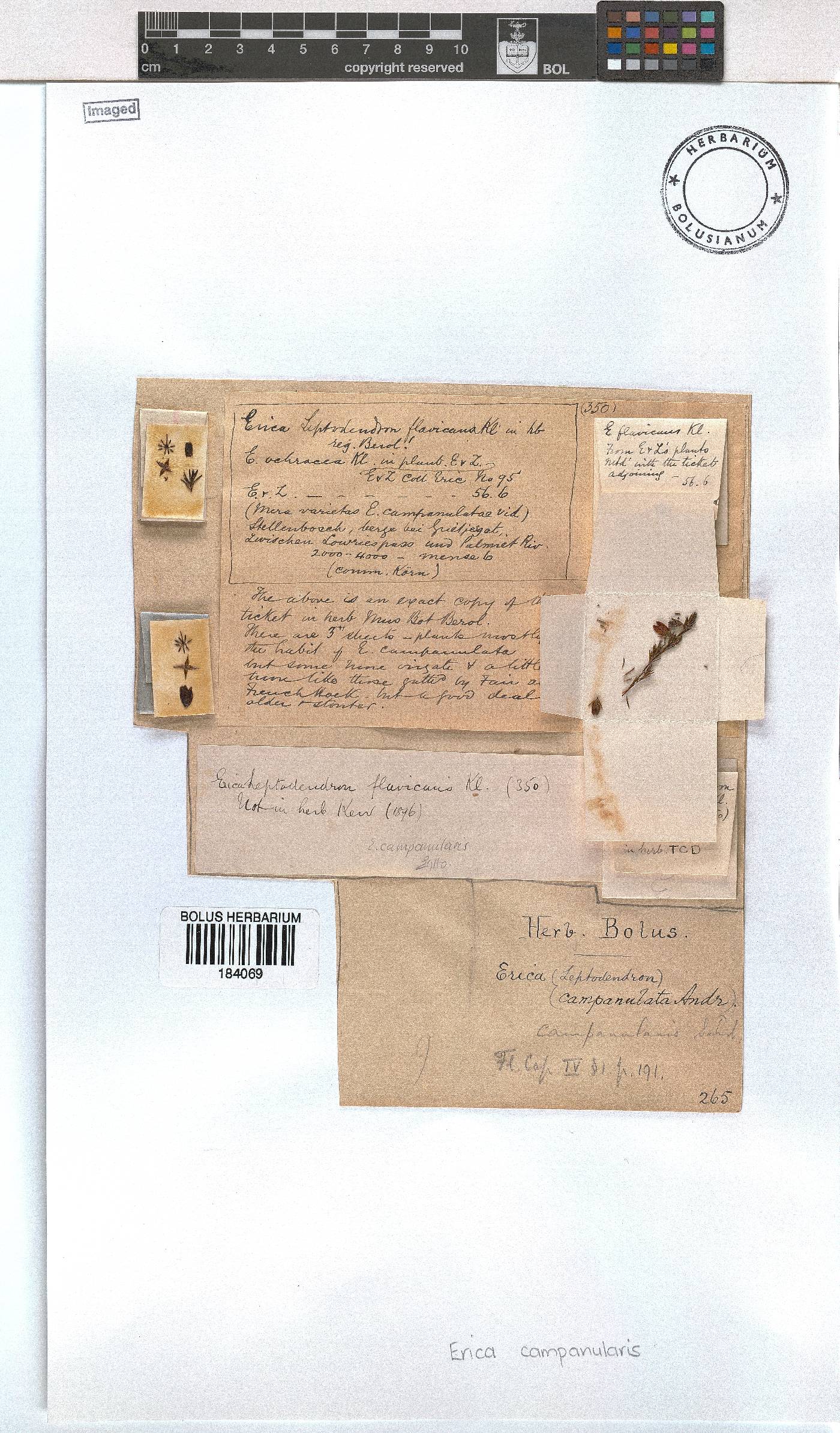 Erica campanularis image