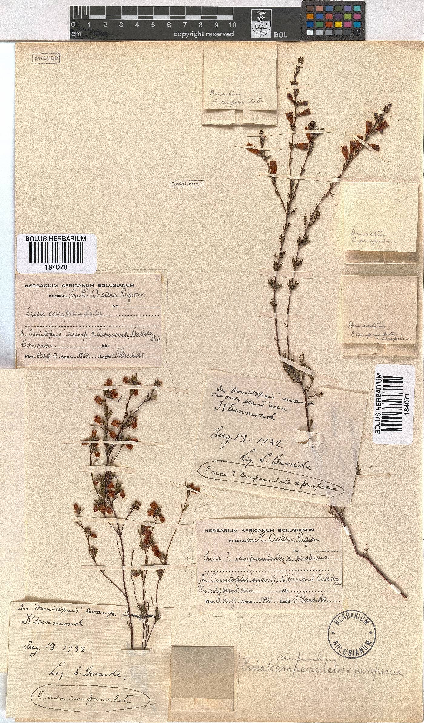 Erica campanularis image