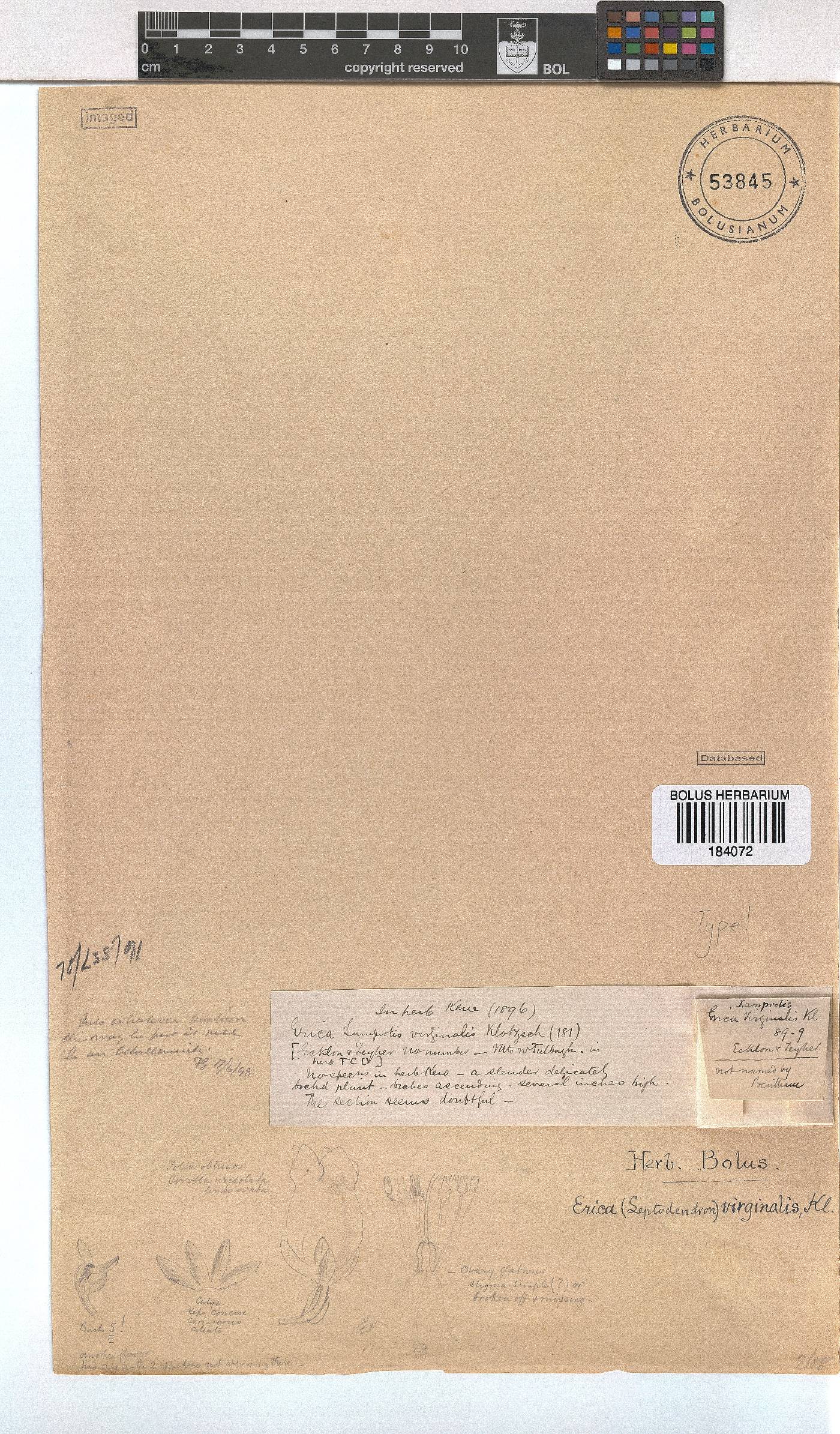 Erica virginalis image