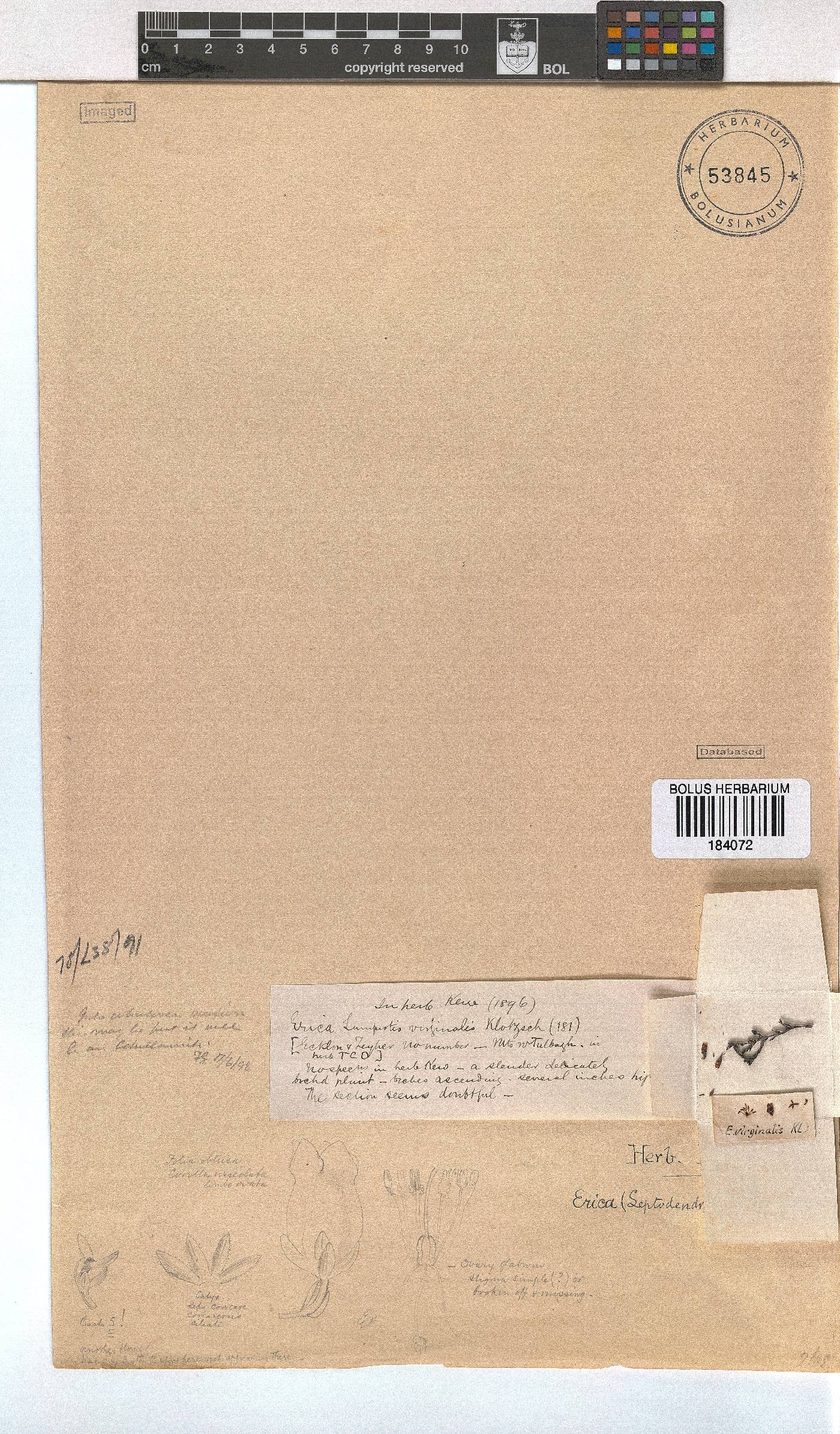 Erica virginalis image