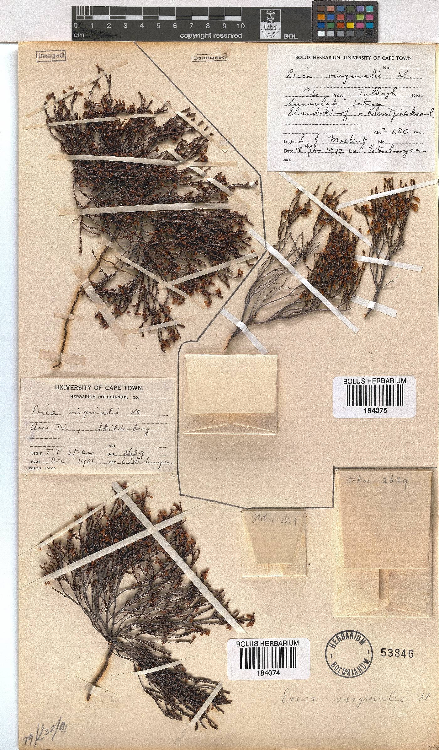 Erica virginalis image