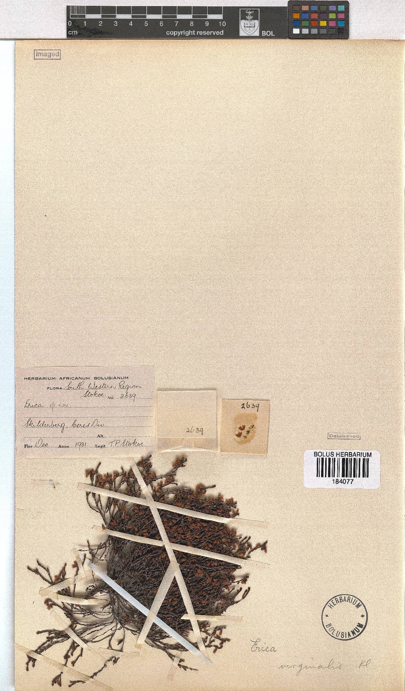 Erica virginalis image