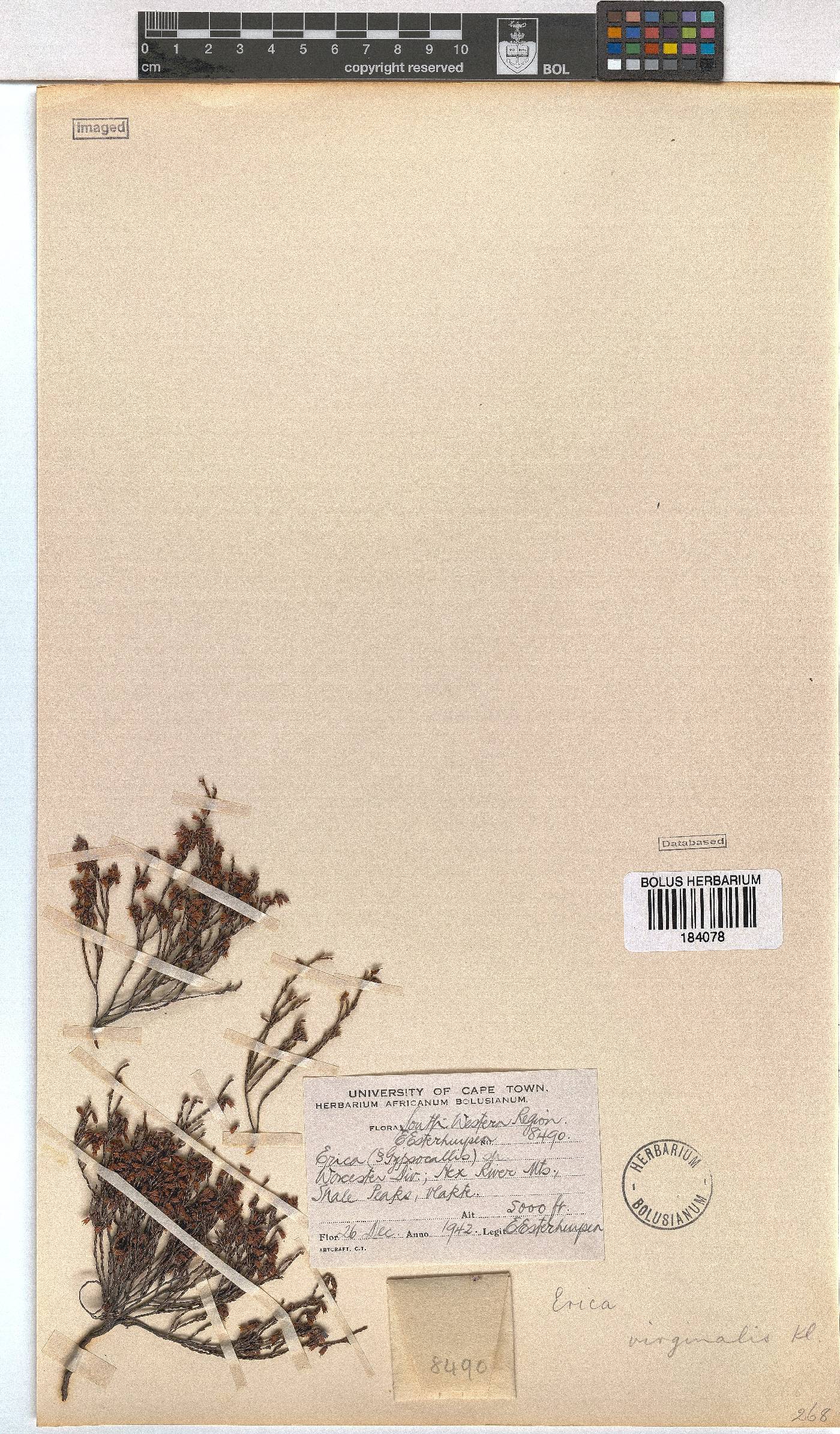 Erica virginalis image