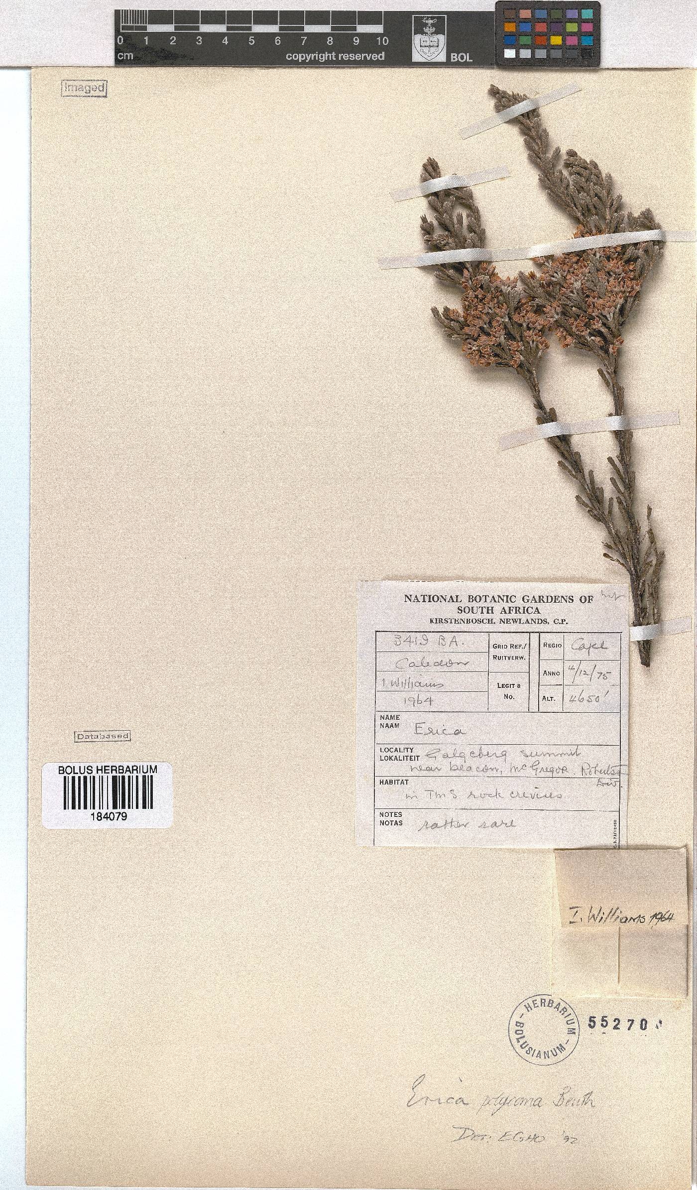 Erica polycoma image