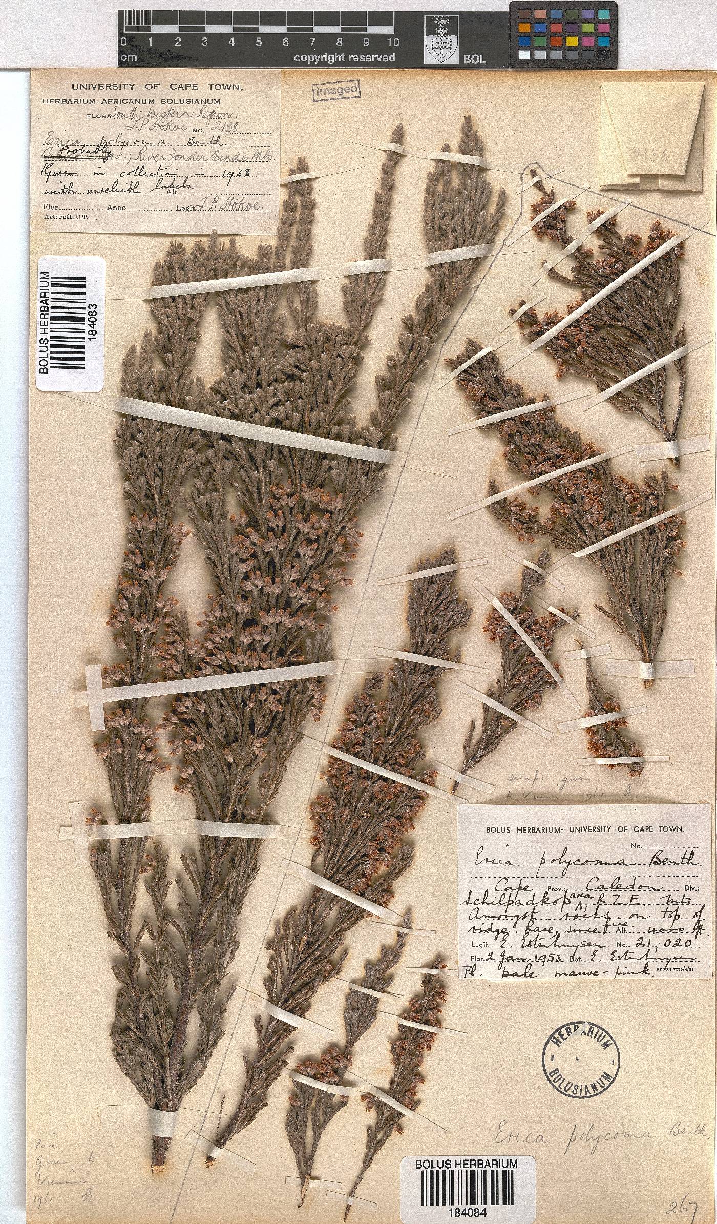 Erica polycoma image