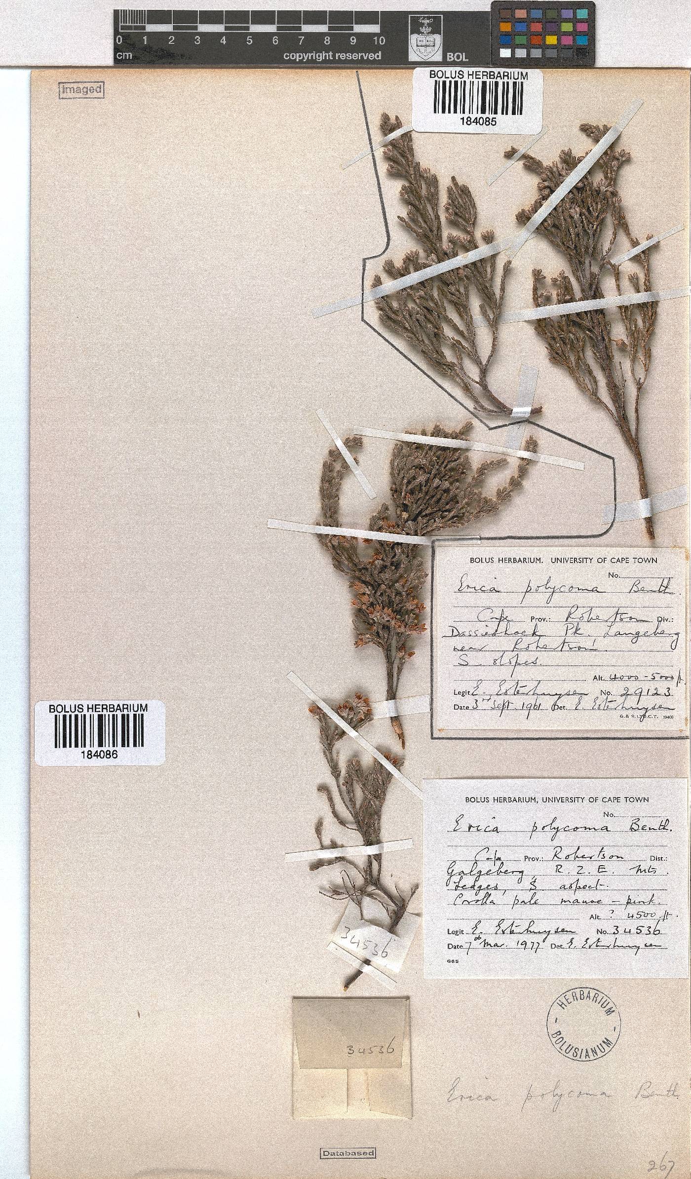 Erica polycoma image