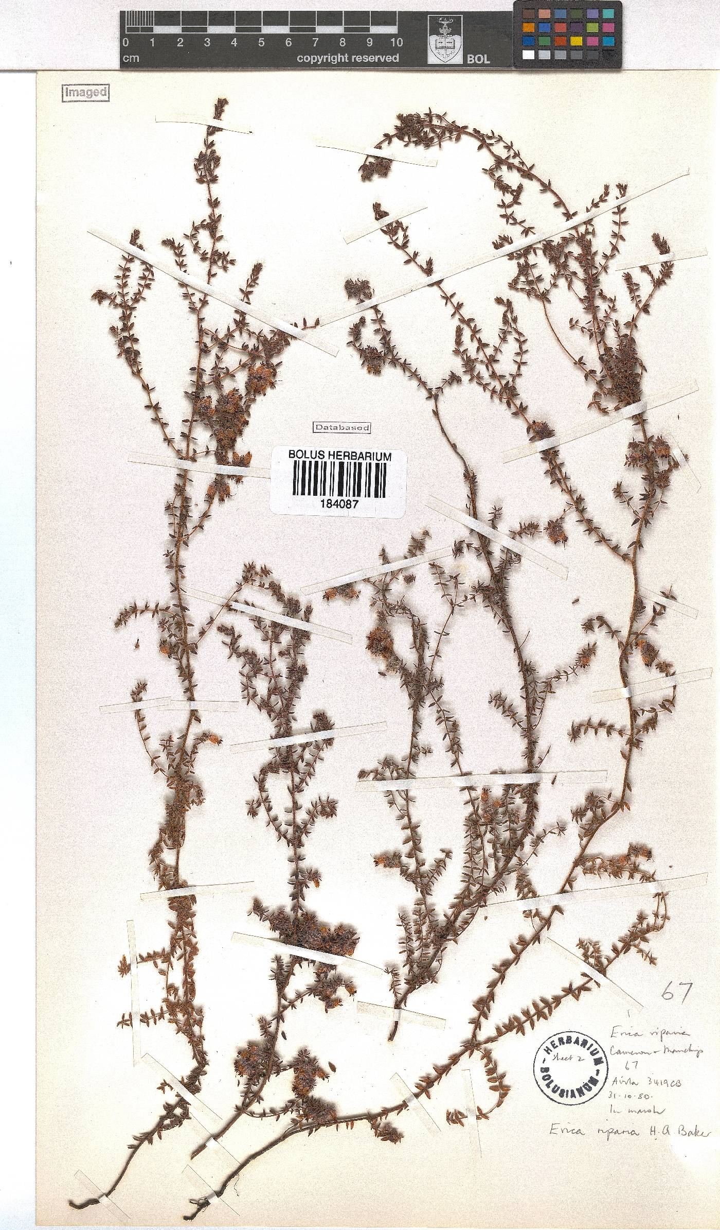 Erica riparia image