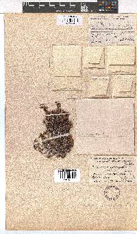 Erica utriculosa image