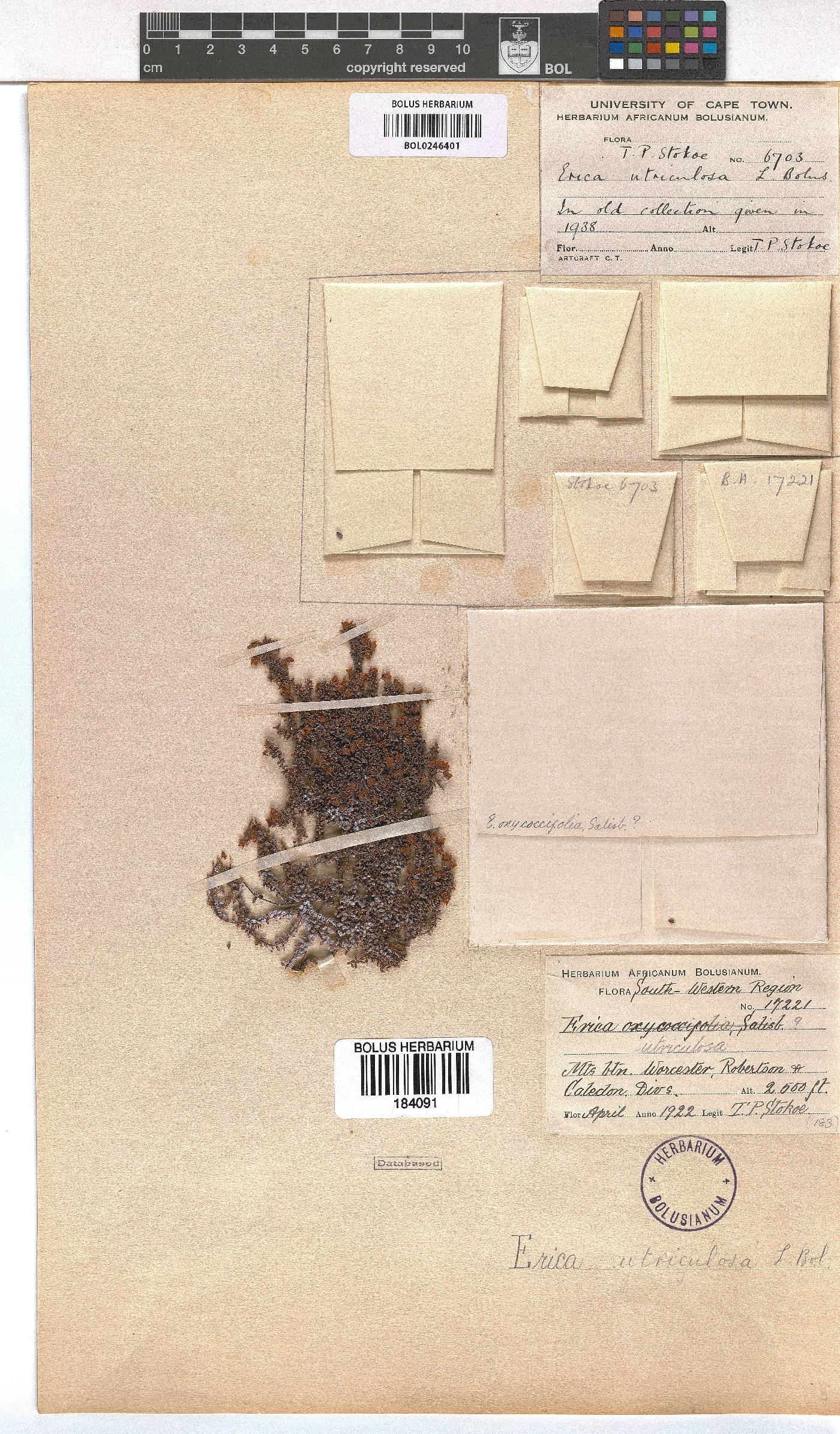 Erica utriculosa image