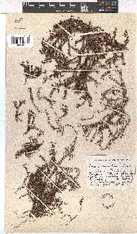 Erica utriculosa image