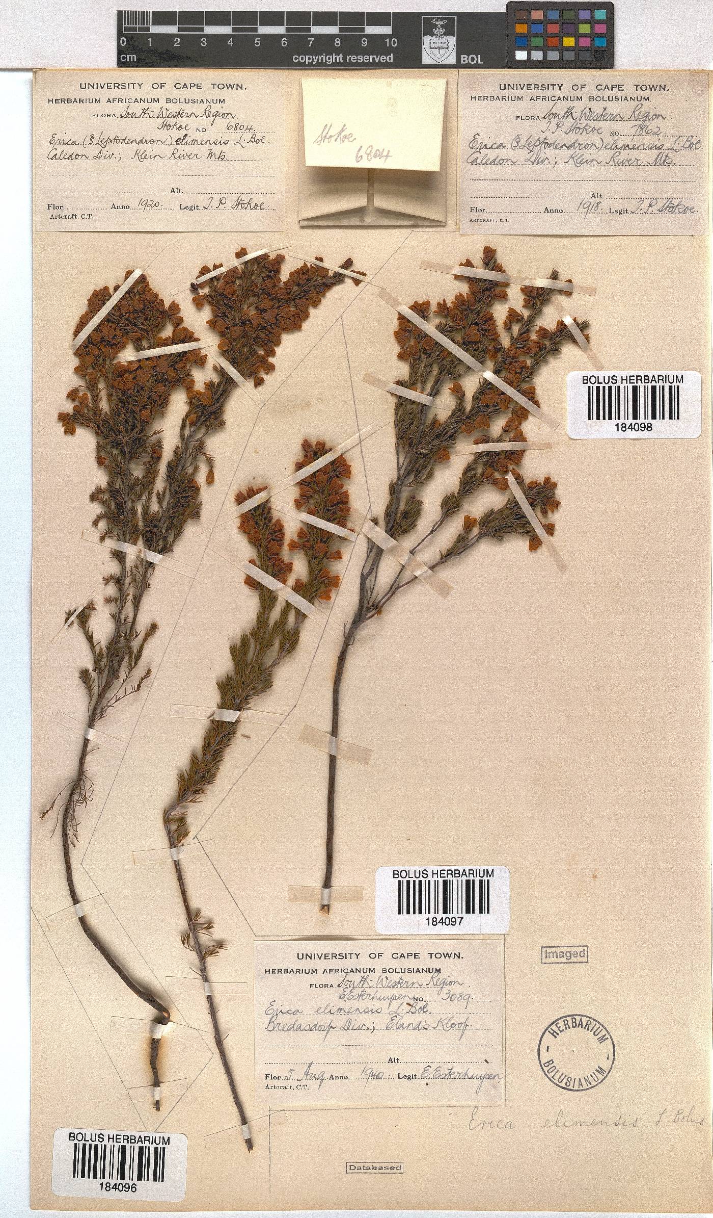 Erica elimensis var. elimensis image