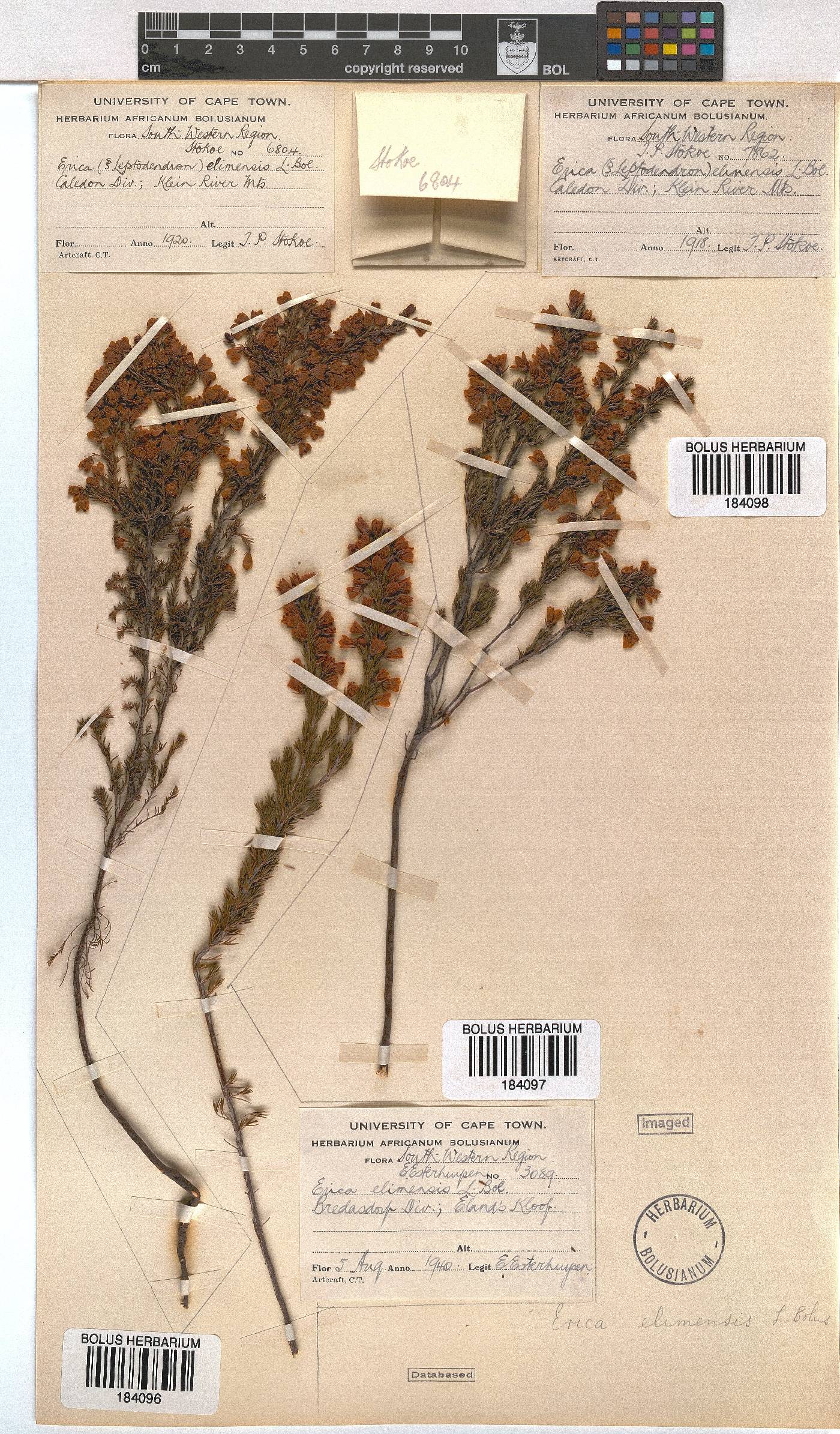 Erica elimensis var. elimensis image