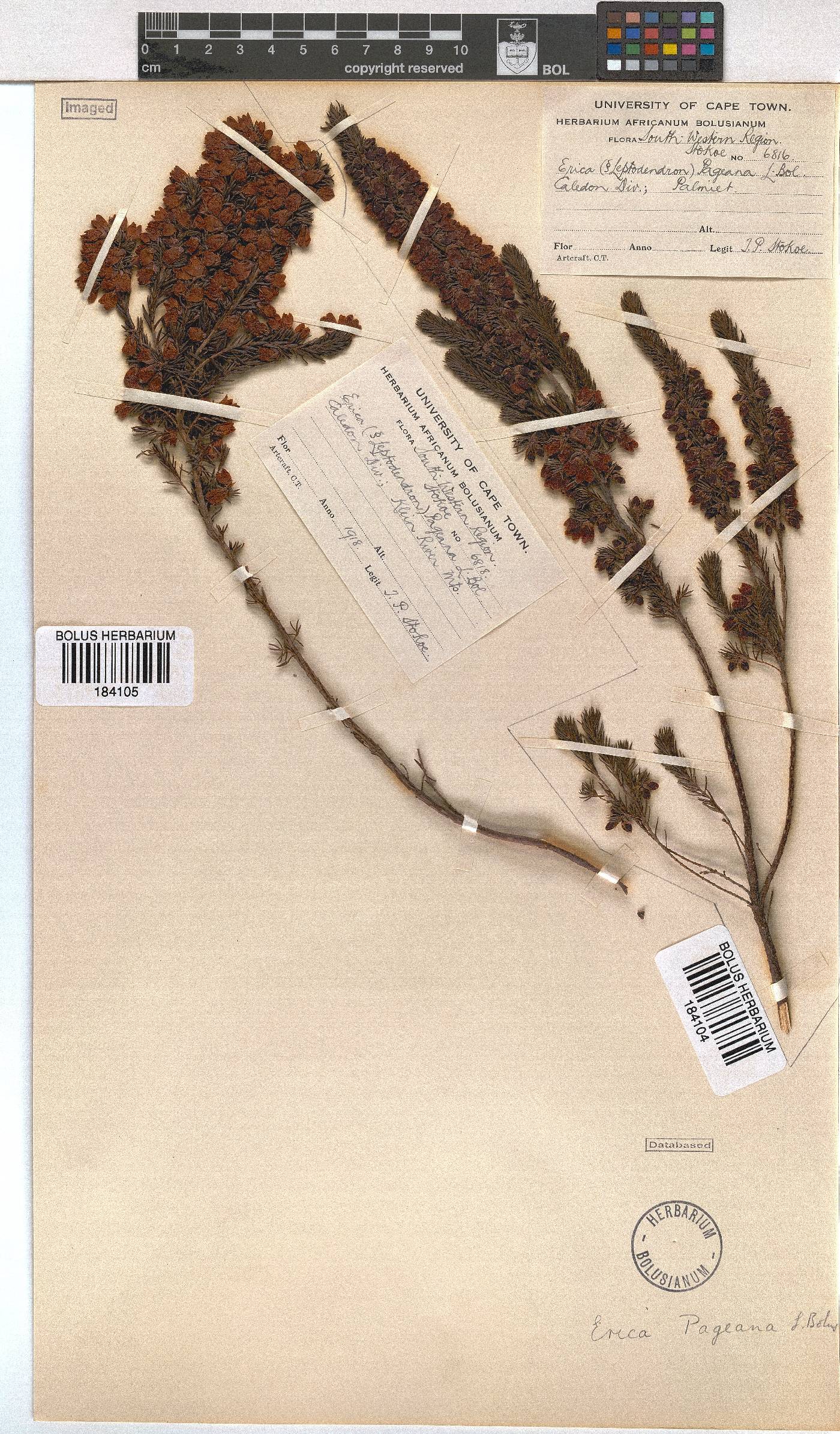 Erica pageana image