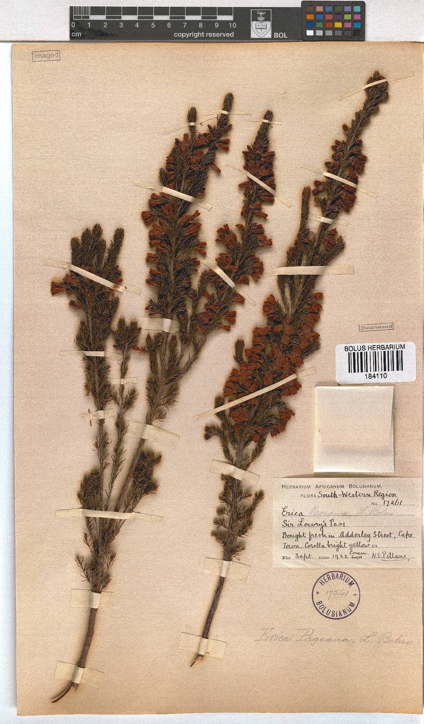Erica pageana image