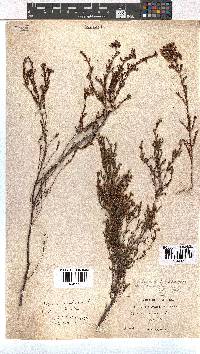 Erica multumbellifera image