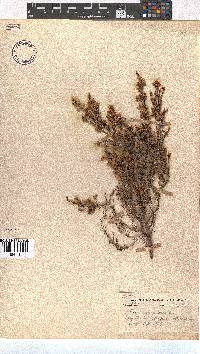 Erica multumbellifera image