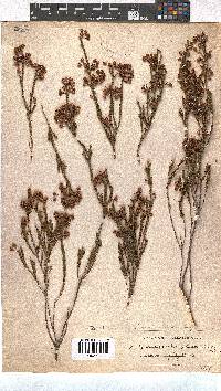 Erica multumbellifera image